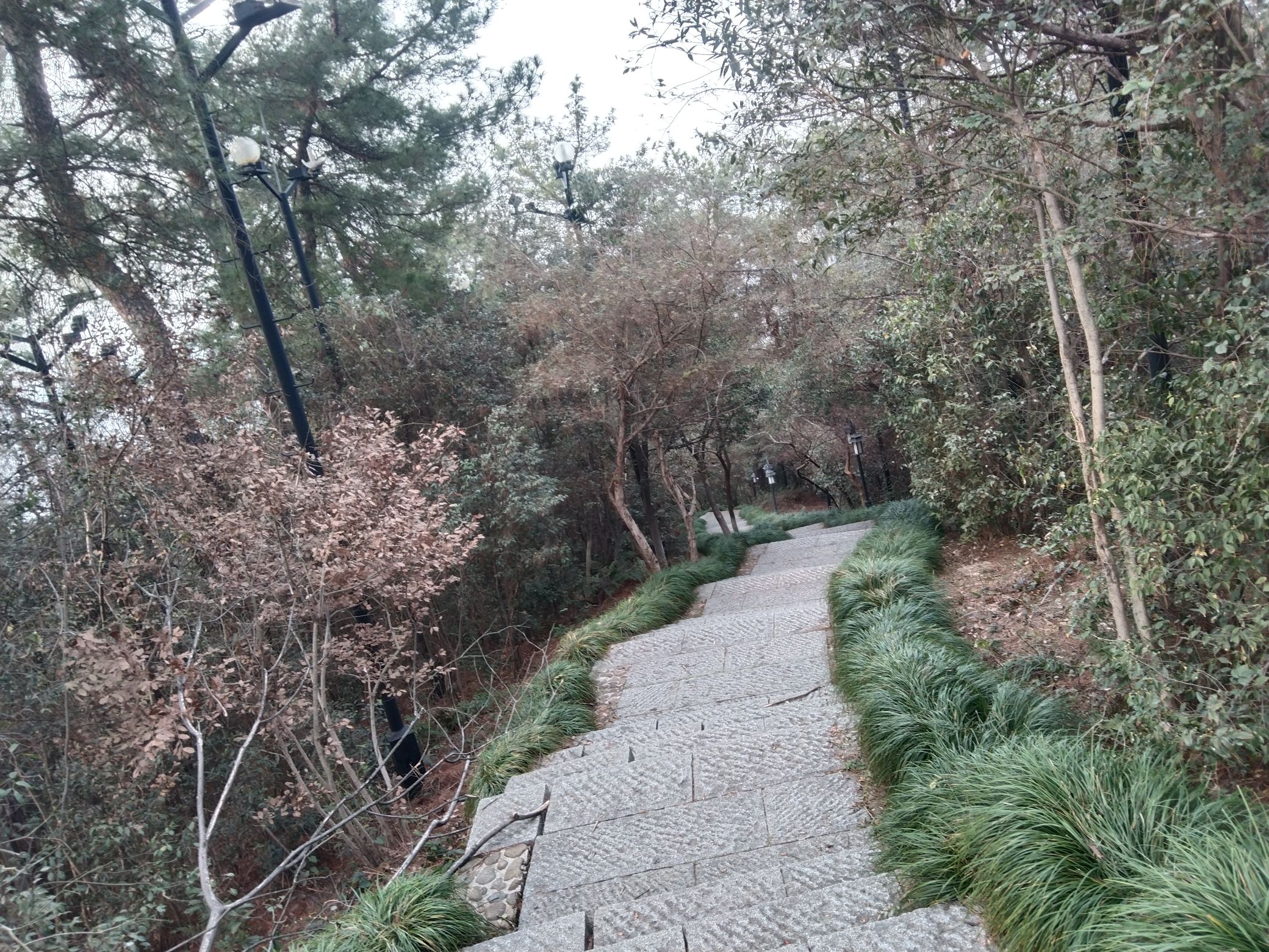 凤凰山森林公园旅行图片 2
