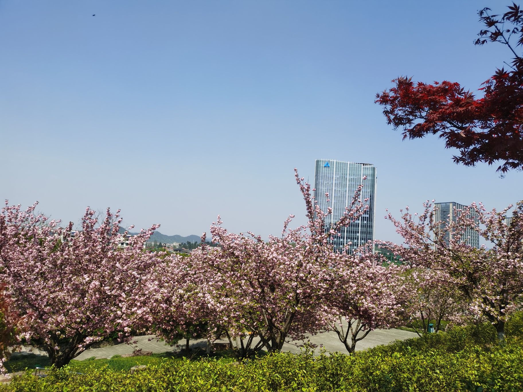凤凰山森林公园旅行图片 3