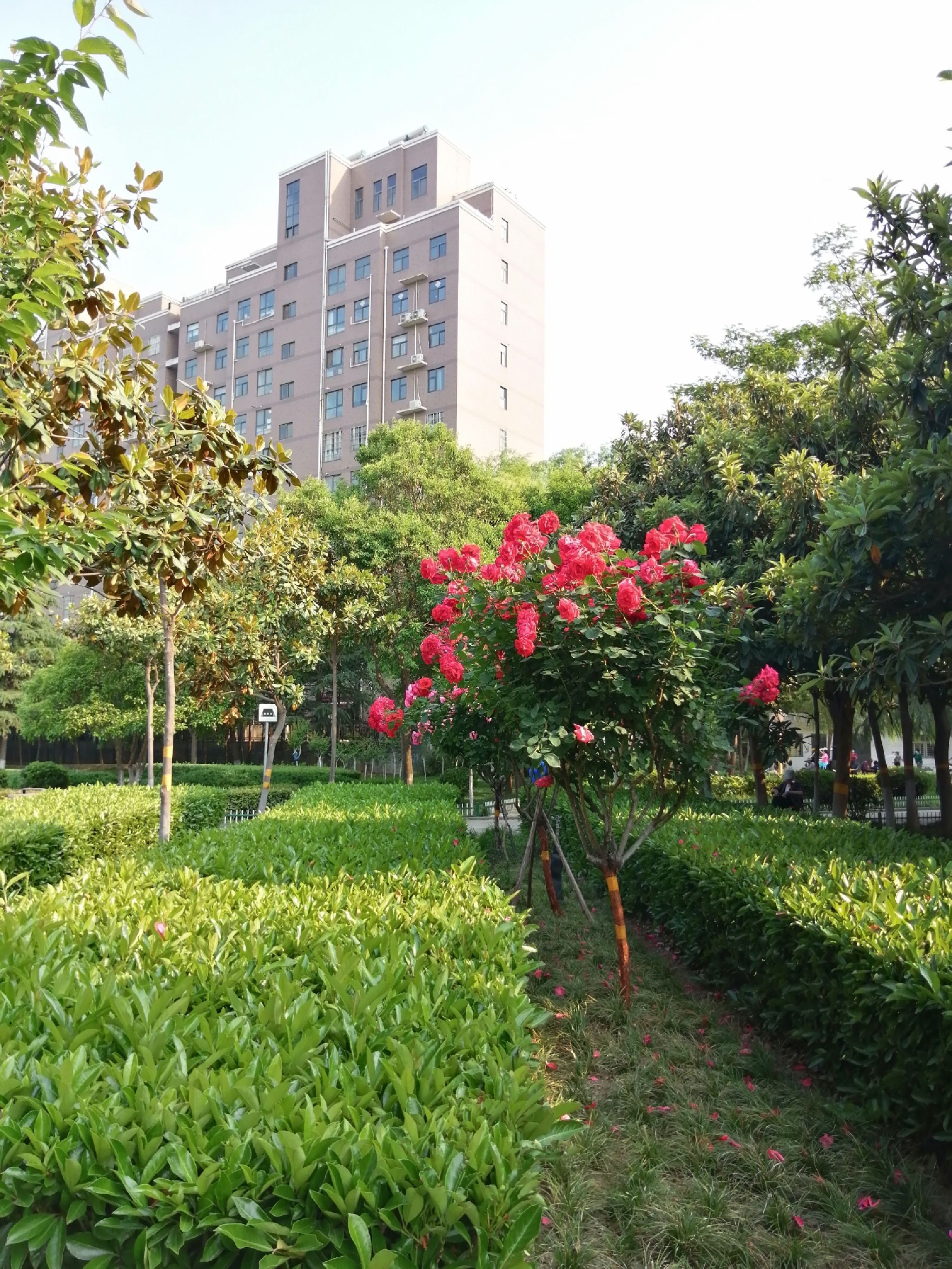 法治公园(金屏路)旅行图片 3
