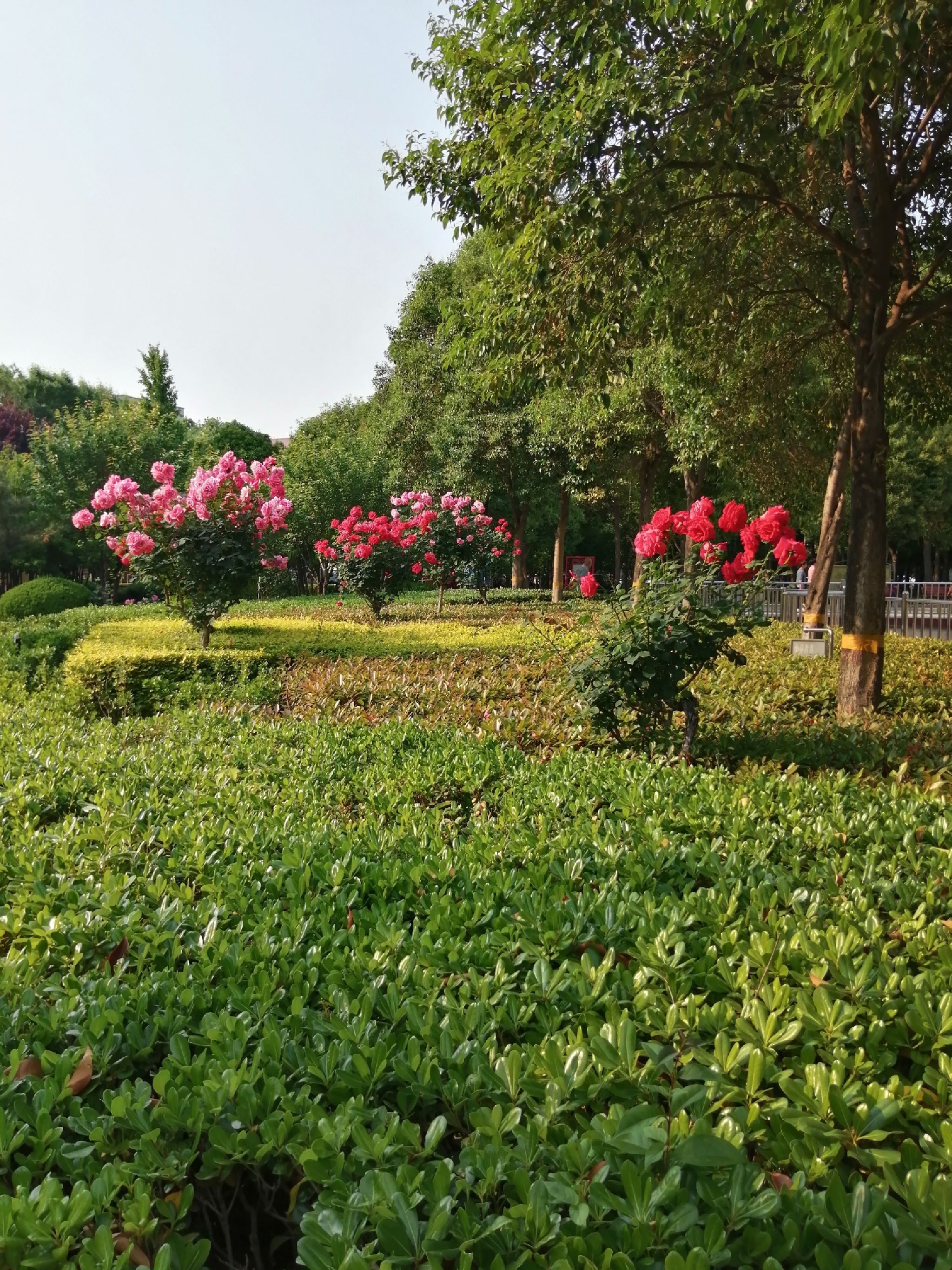 法治公园(金屏路)旅行图片 1