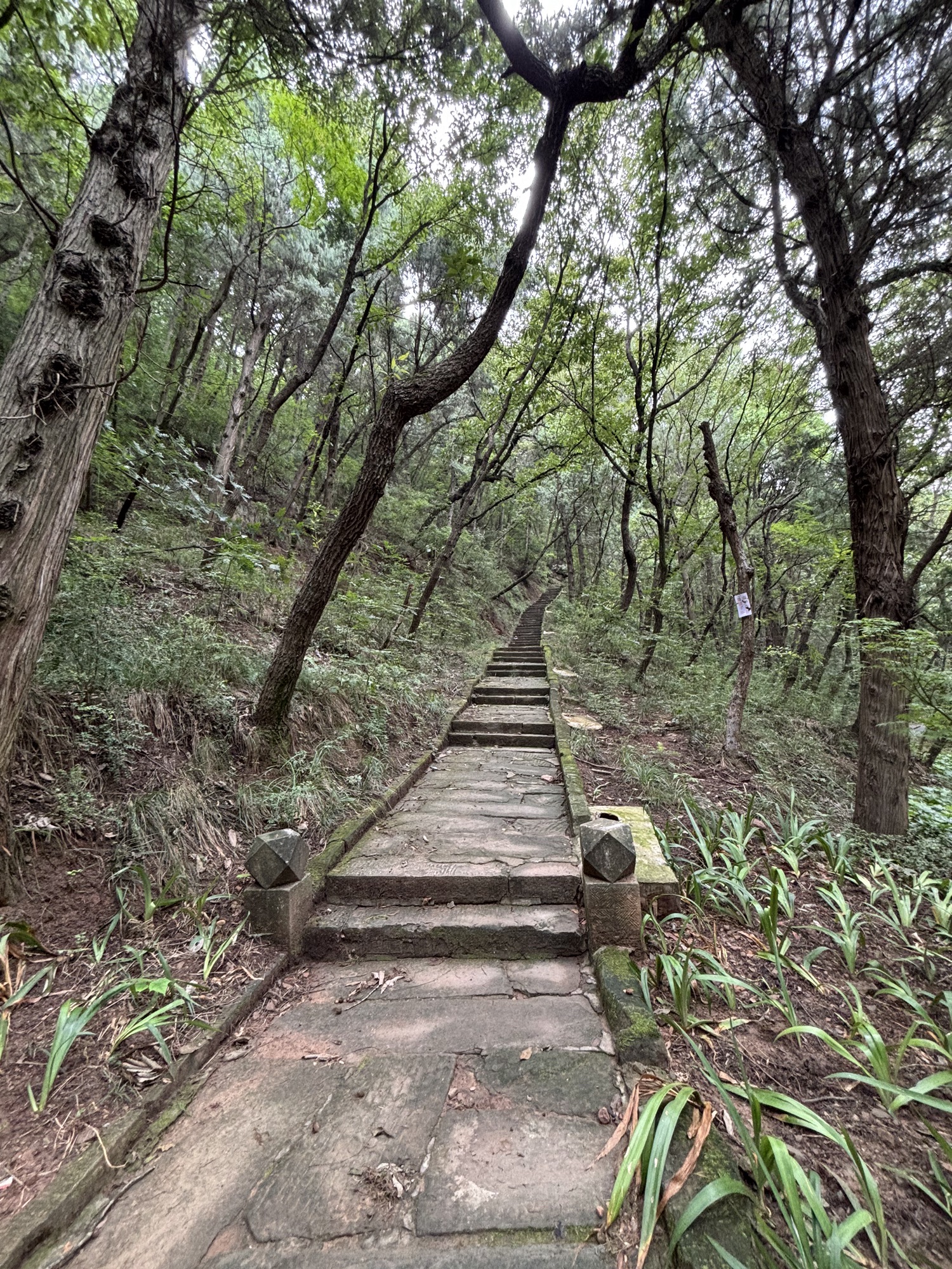 长卿山森林公园旅行图片 1