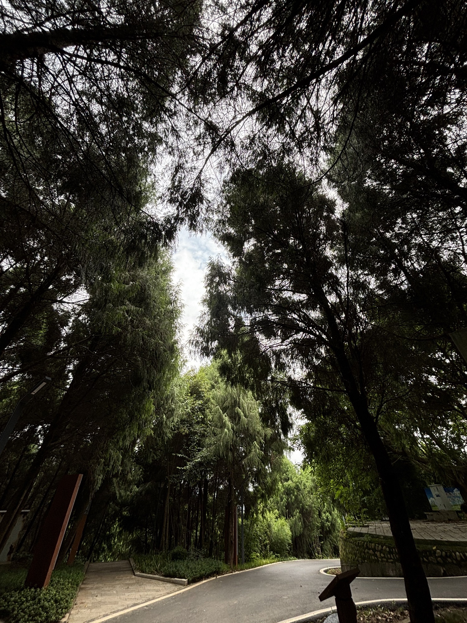 长卿山森林公园旅行图片 3