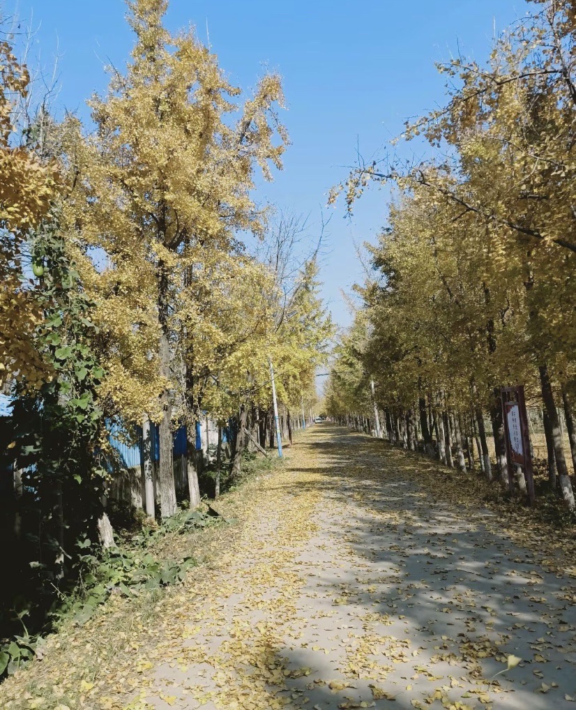 李庄村文体广场旅行图片 3
