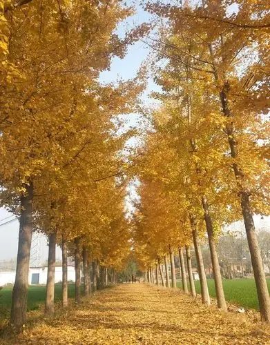 李庄村文体广场旅行图片 3
