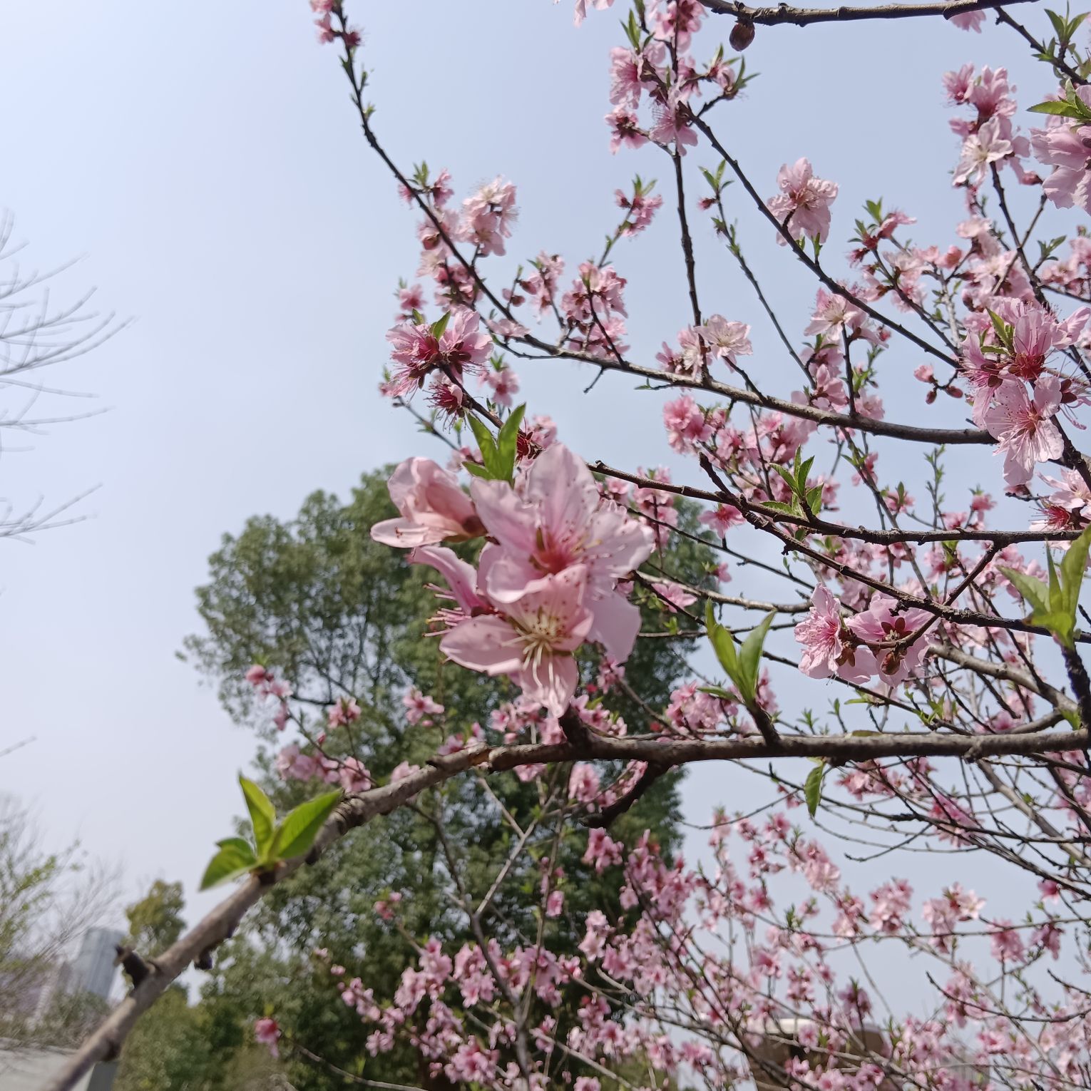 珍珠湖公园旅行图片 3