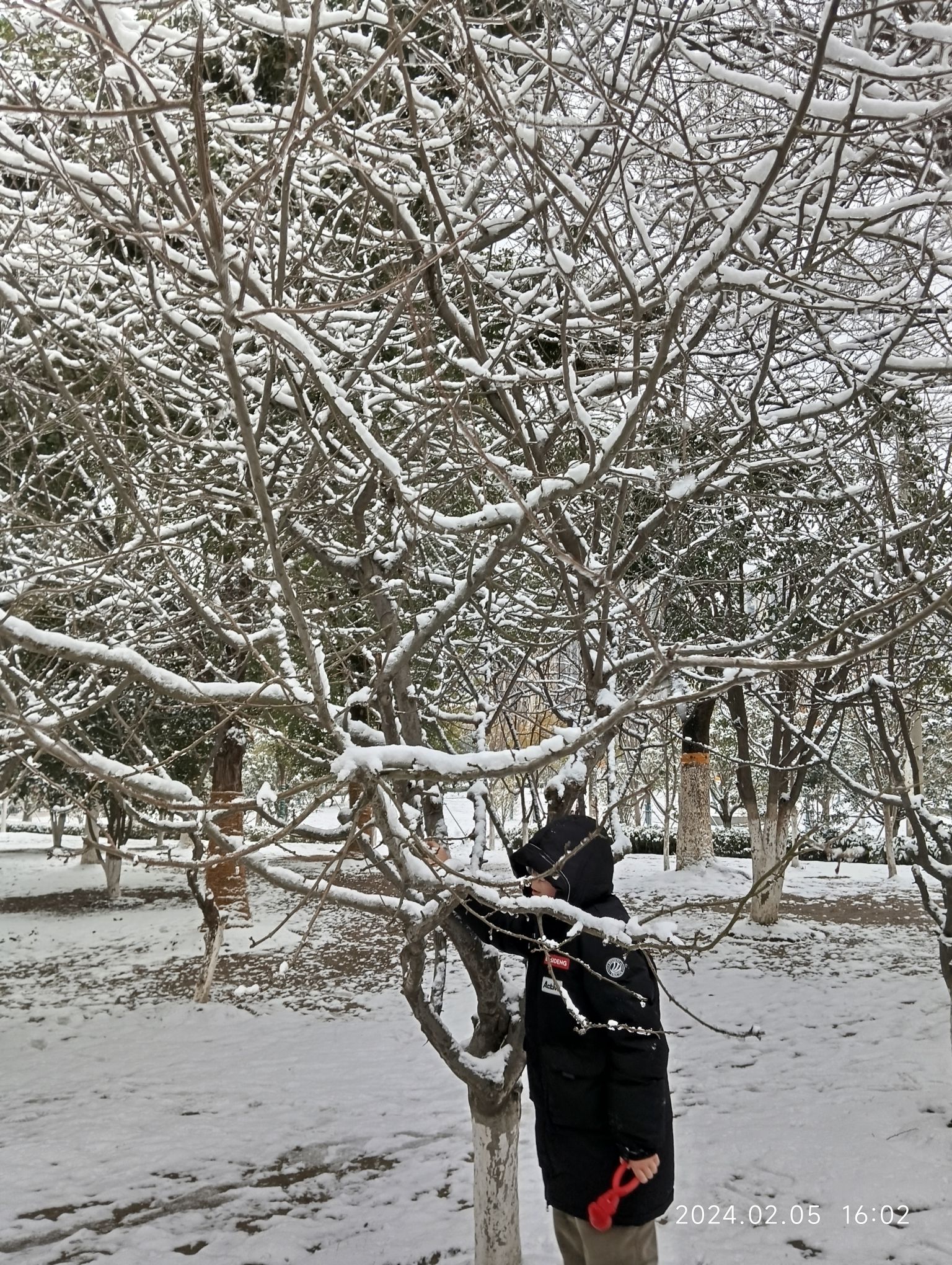 海棠公园旅行图片 2