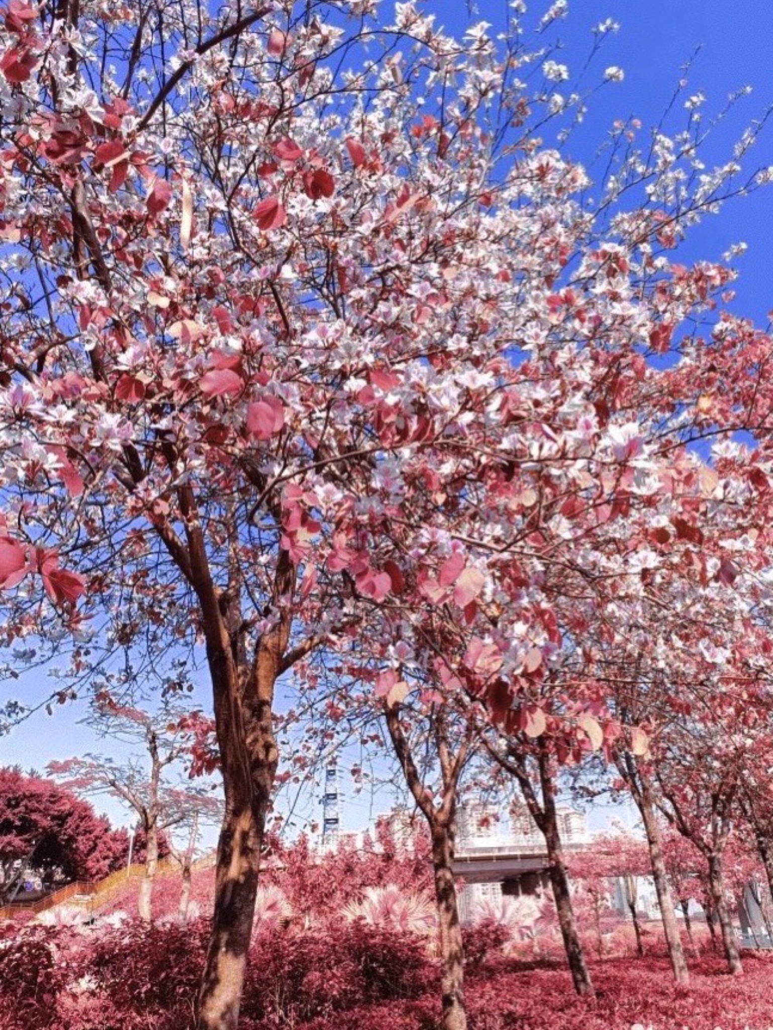 红楼滩公园旅行图片 1