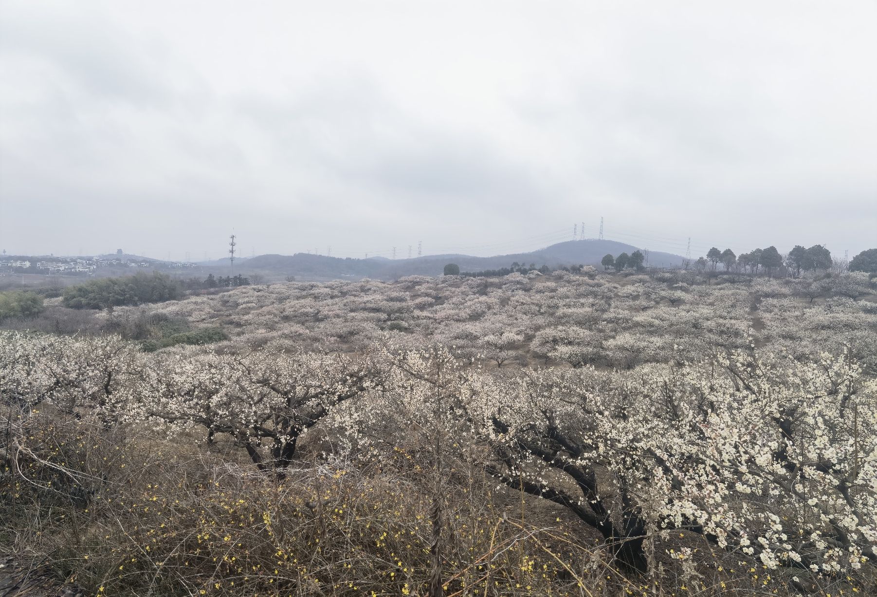 傅家边自然梅林旅行图片 2