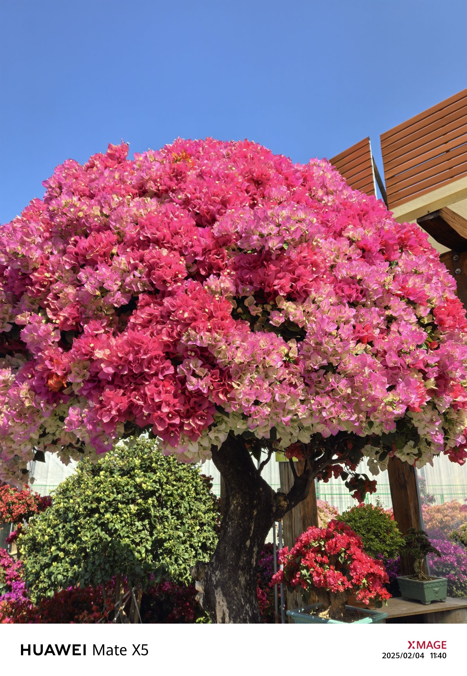 百花村旅行图片 1