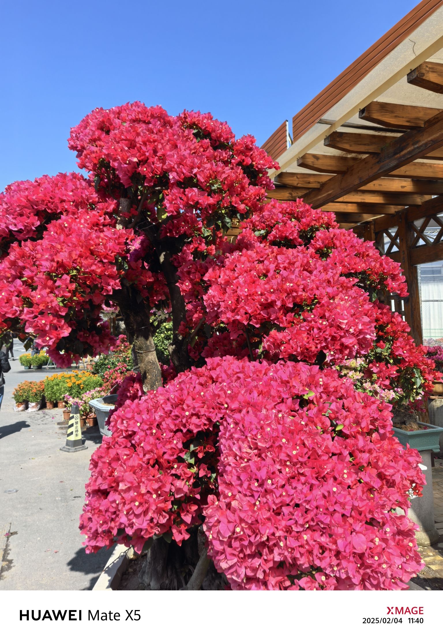 百花村旅行图片 2