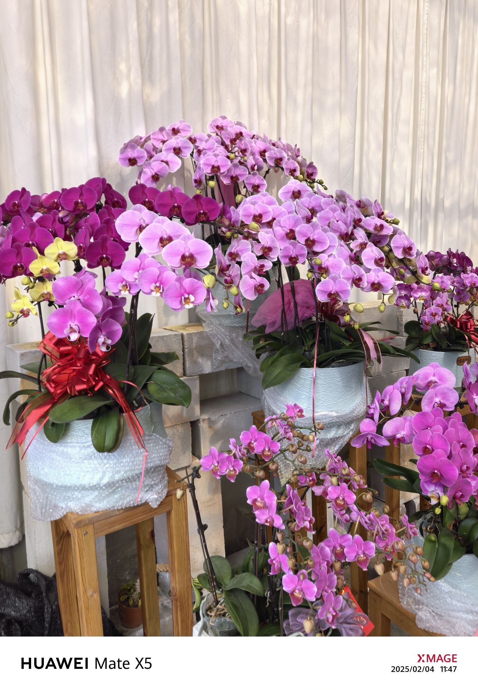百花村旅行图片 3