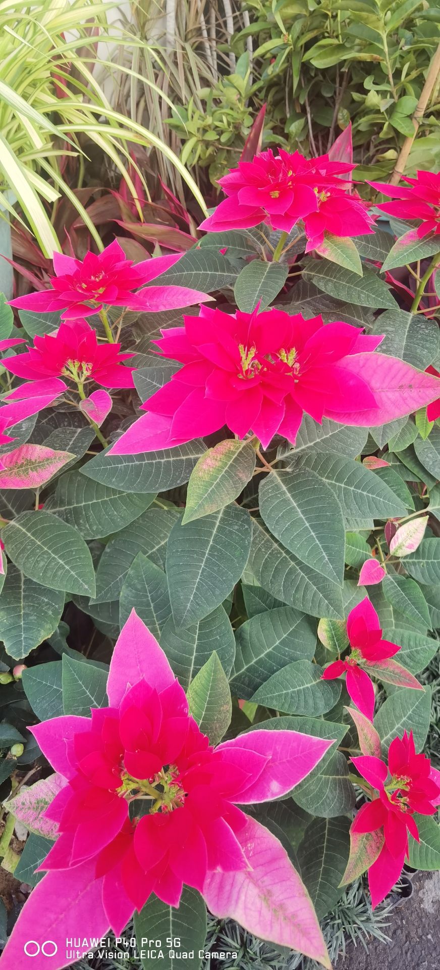百花村旅行图片 3