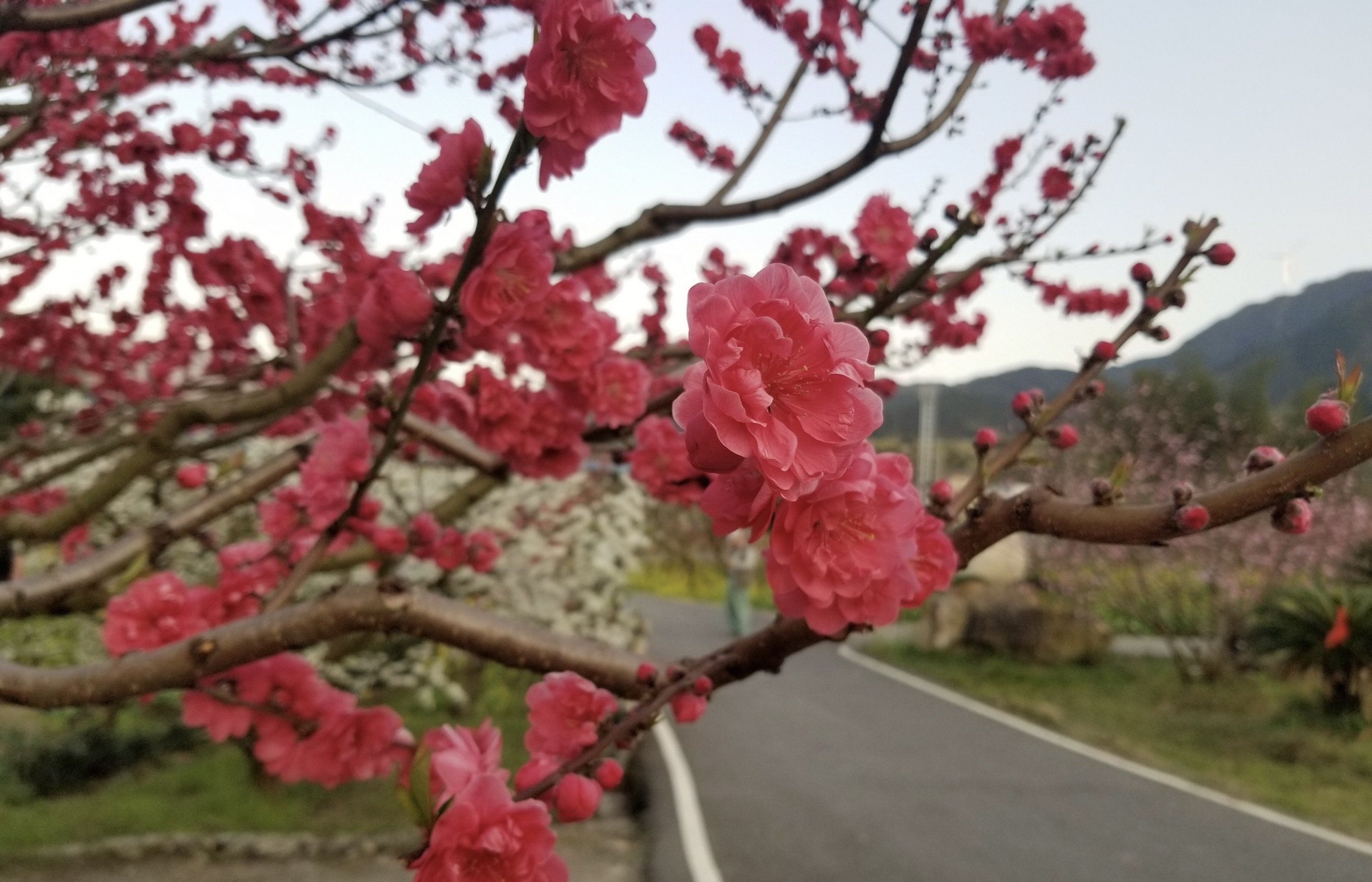 九峰镇花海旅行图片 3