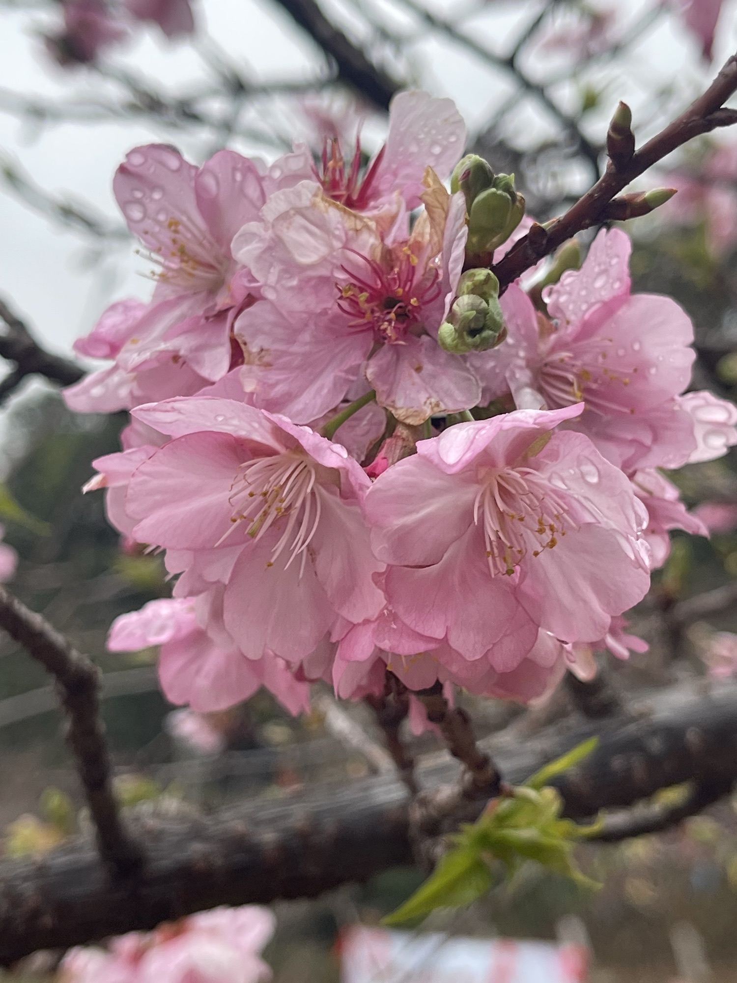 良山樱花观赏园旅行图片 2