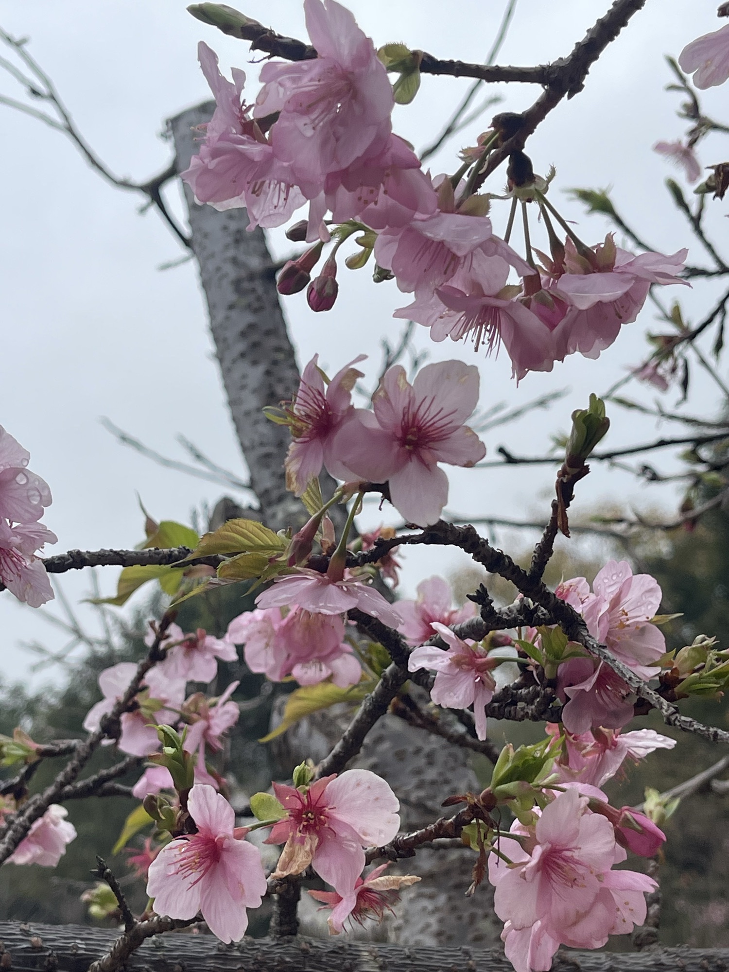 良山樱花观赏园旅行图片 1