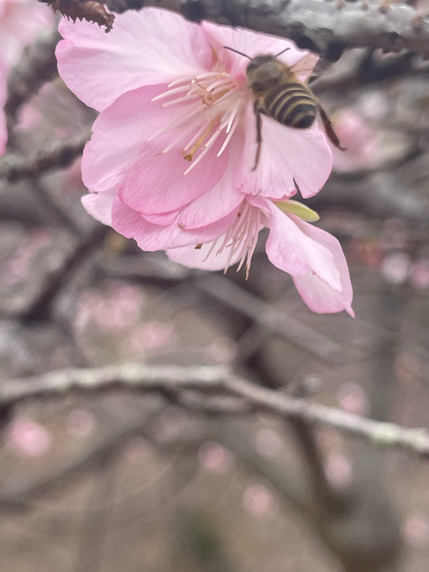 良山樱花观赏园旅行图片 3