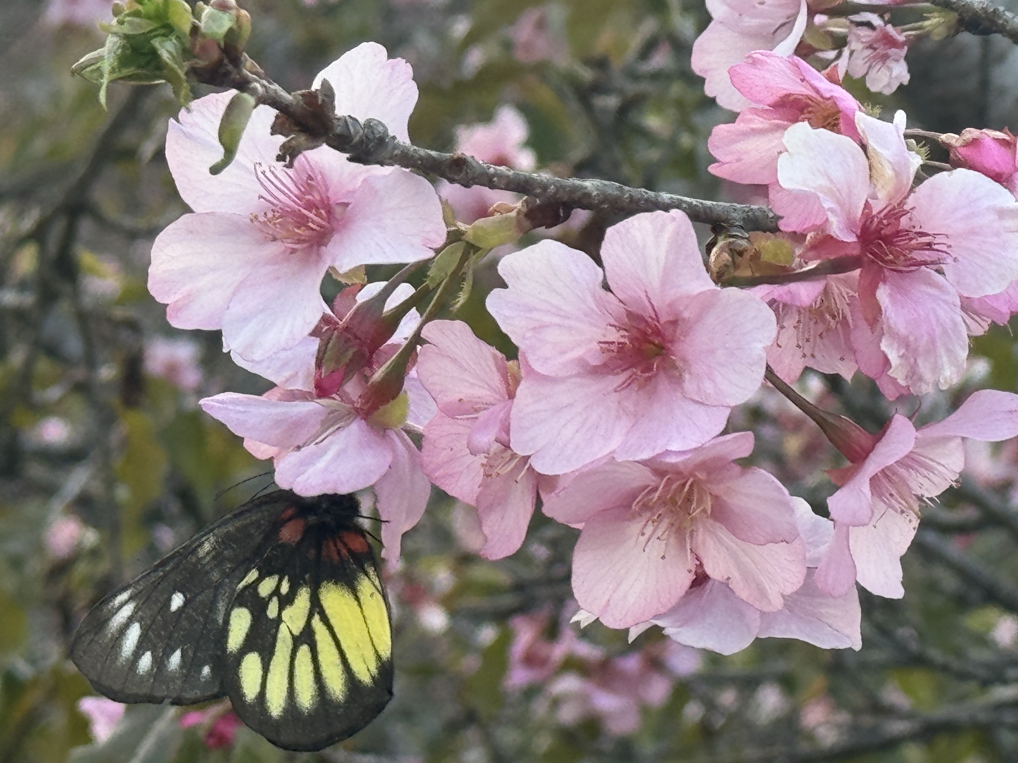 良山樱花观赏园旅行图片 1