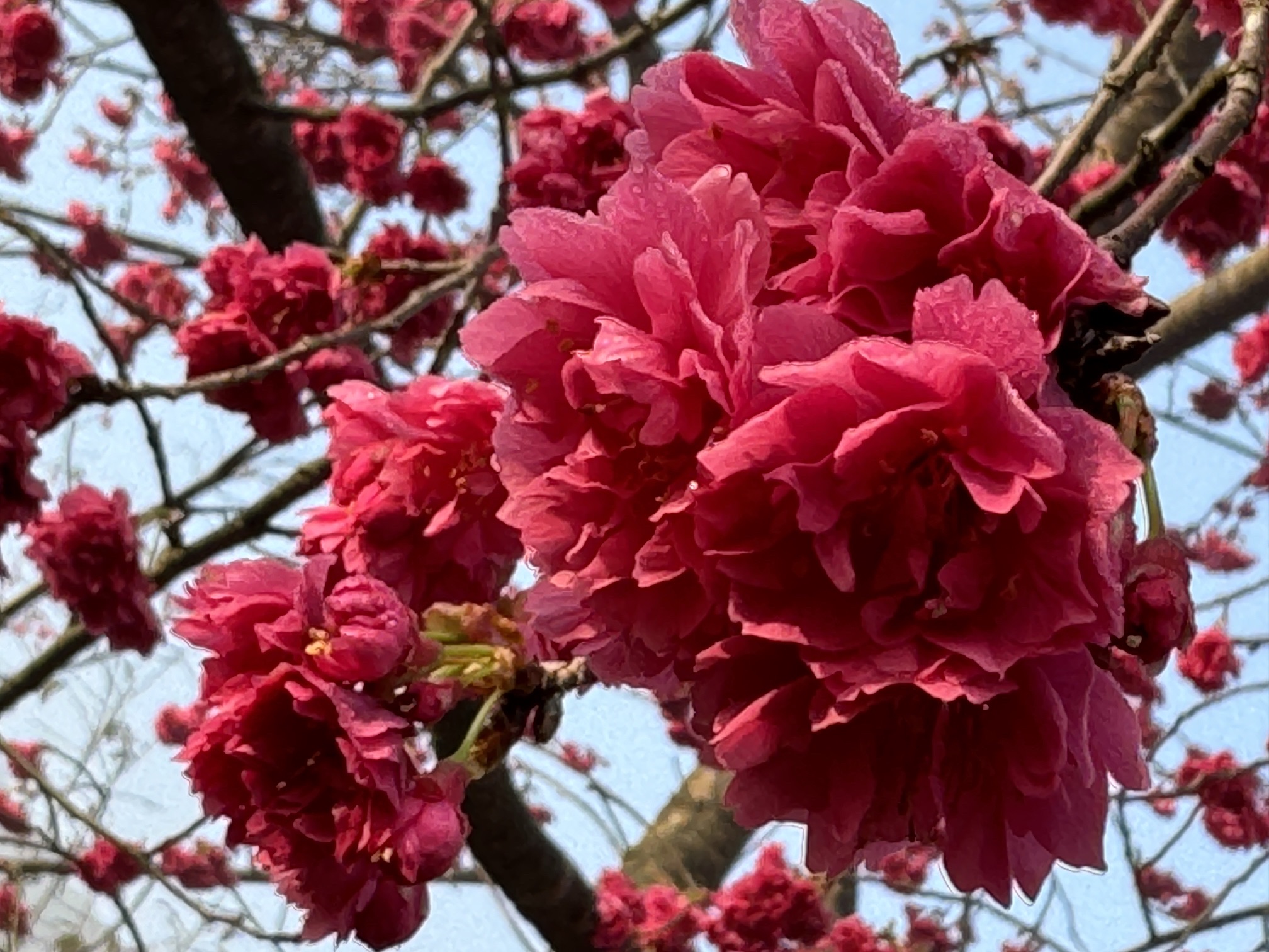 良山樱花观赏园旅行图片 2