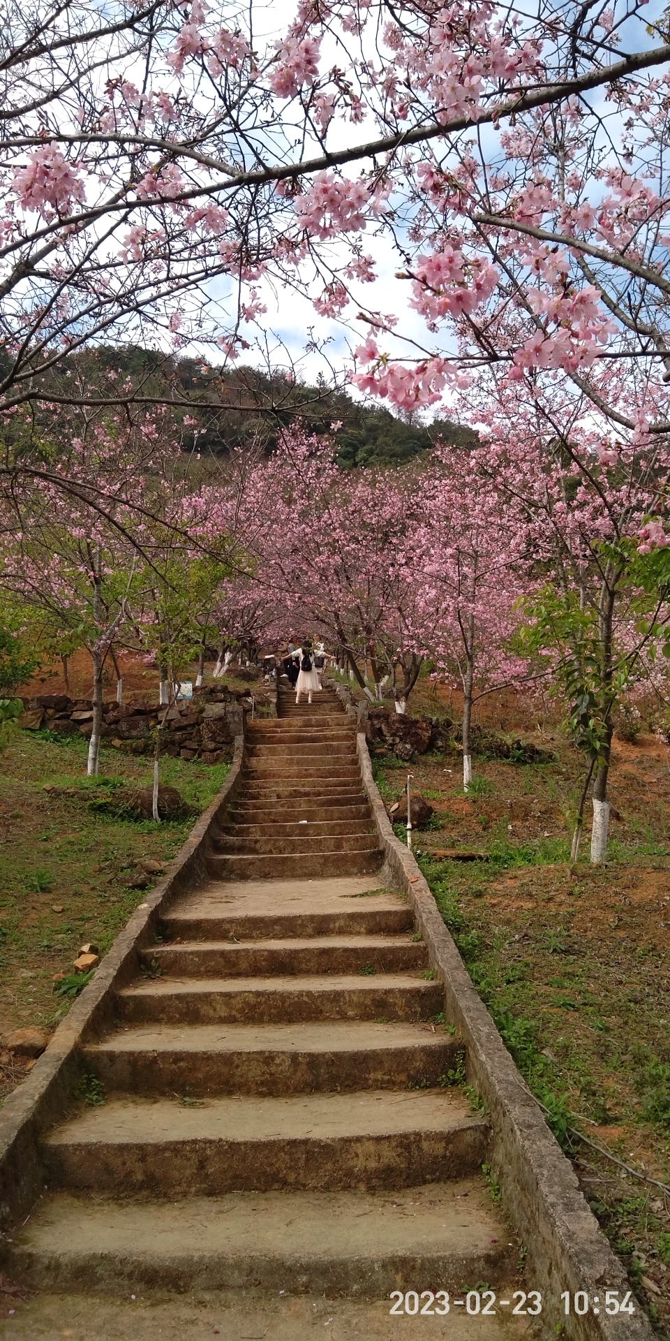良山樱花观赏园旅行图片 2