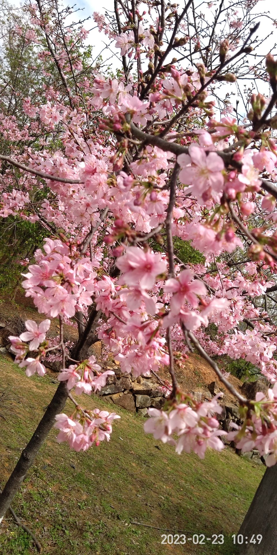 良山樱花观赏园旅行图片 3