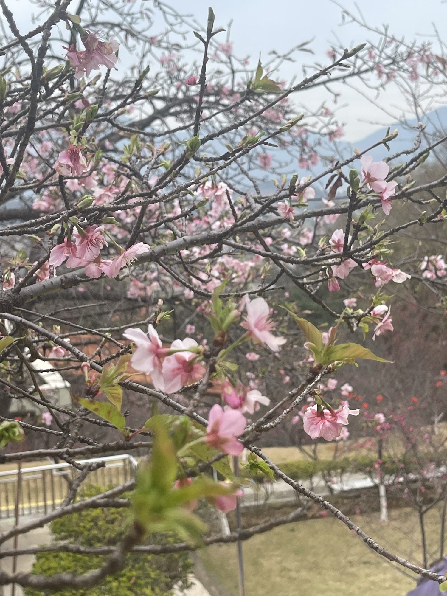 良山樱花观赏园旅行图片 2