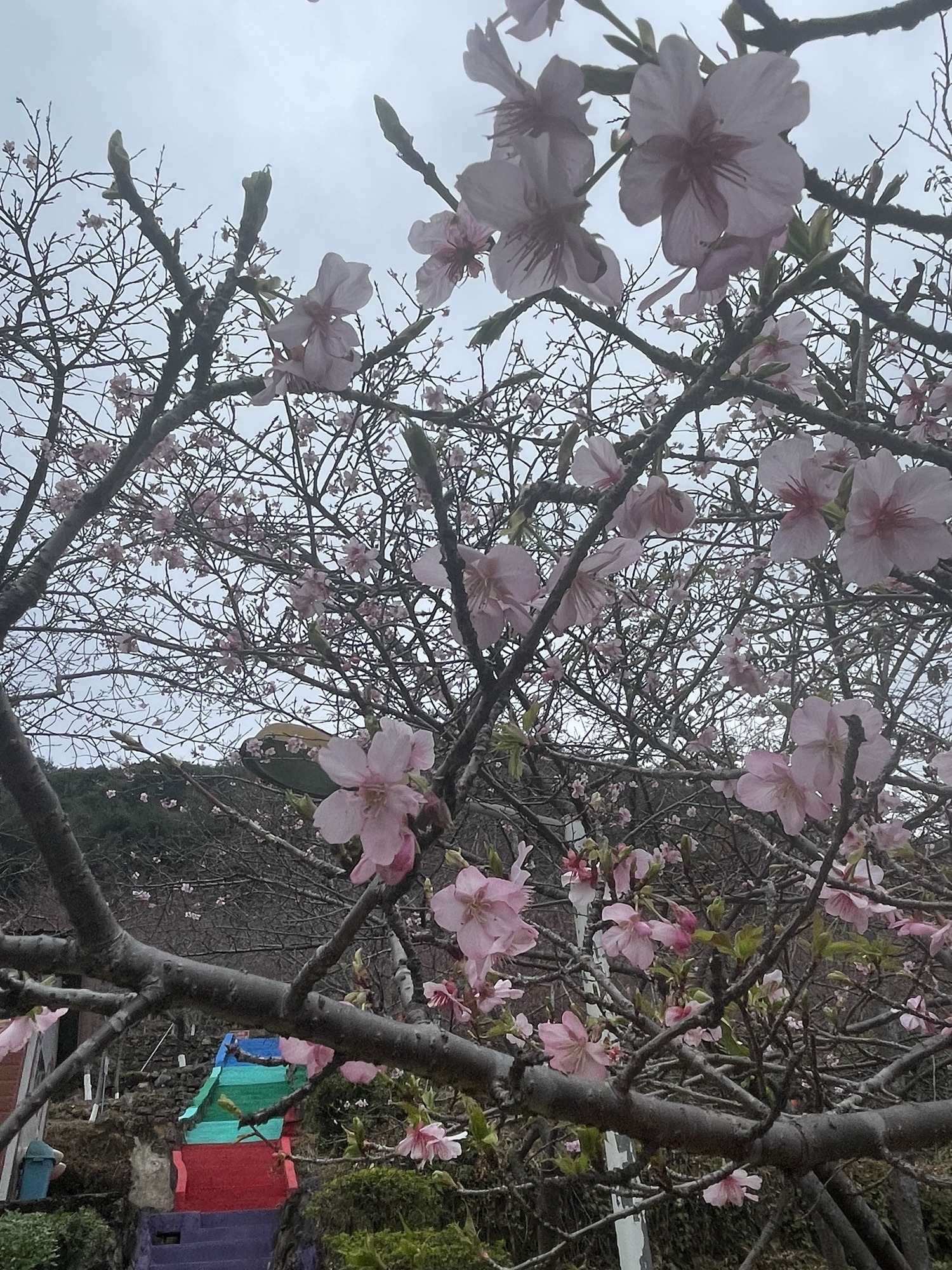 良山樱花观赏园旅行图片 3