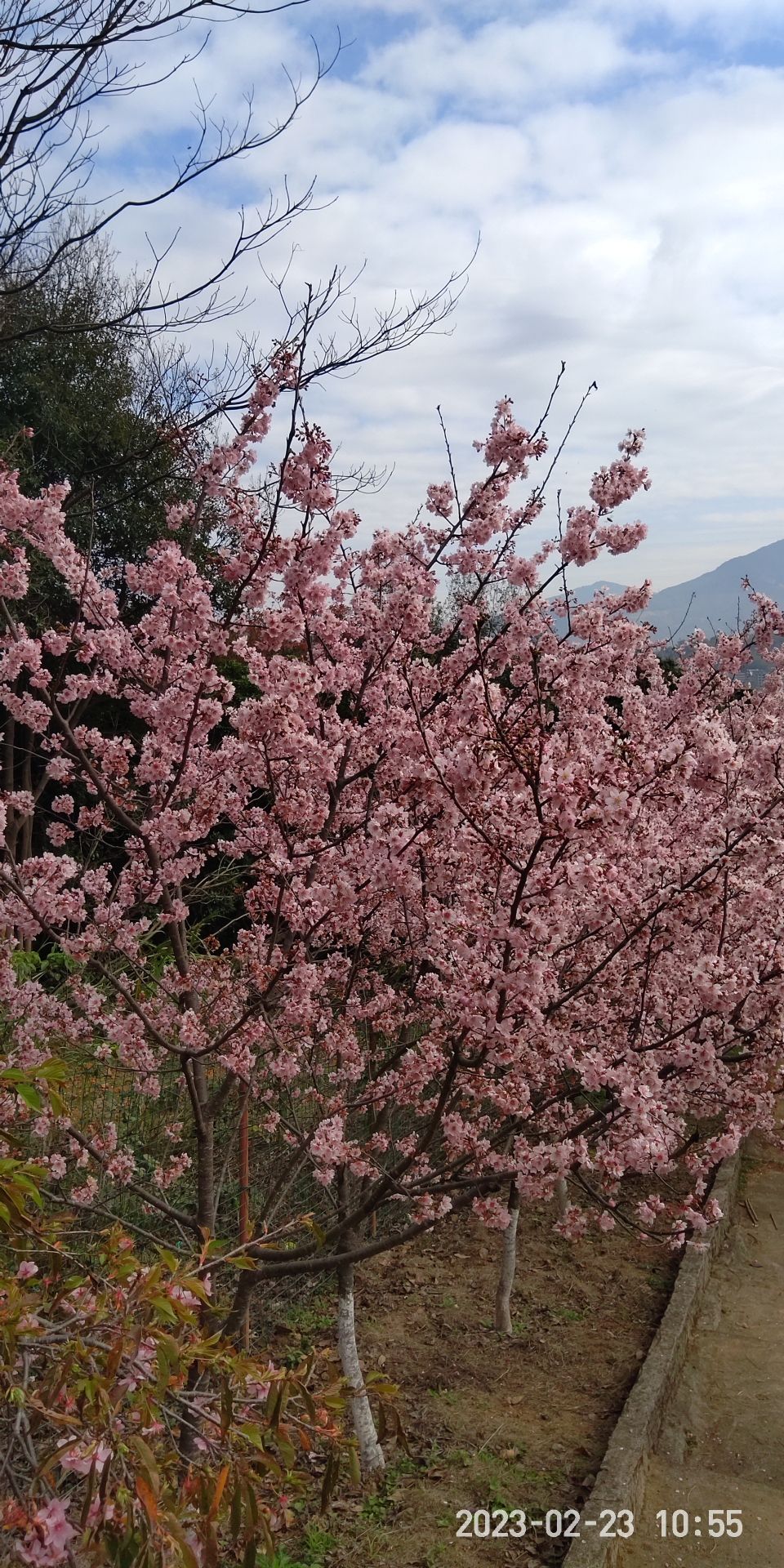 良山樱花观赏园旅行图片 1