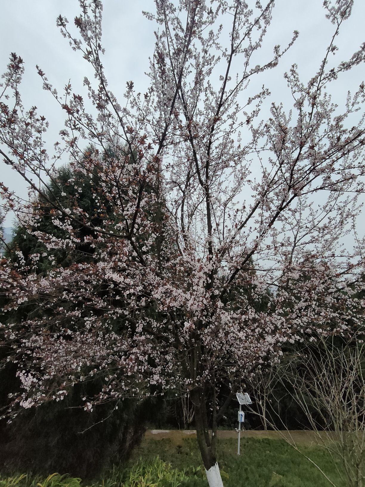 帽壳顶公园旅行图片 2