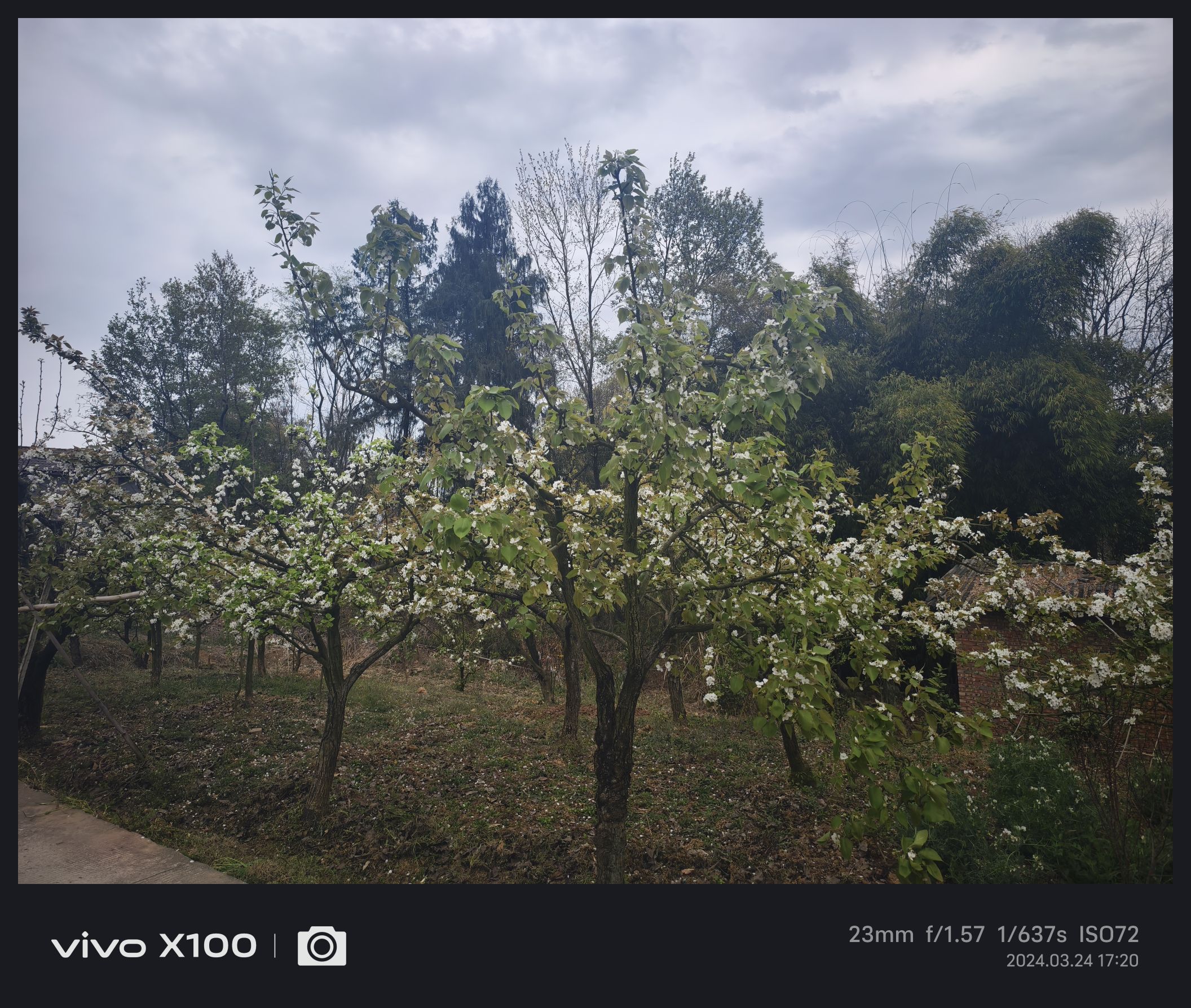 大河村梨花沟旅行图片 1