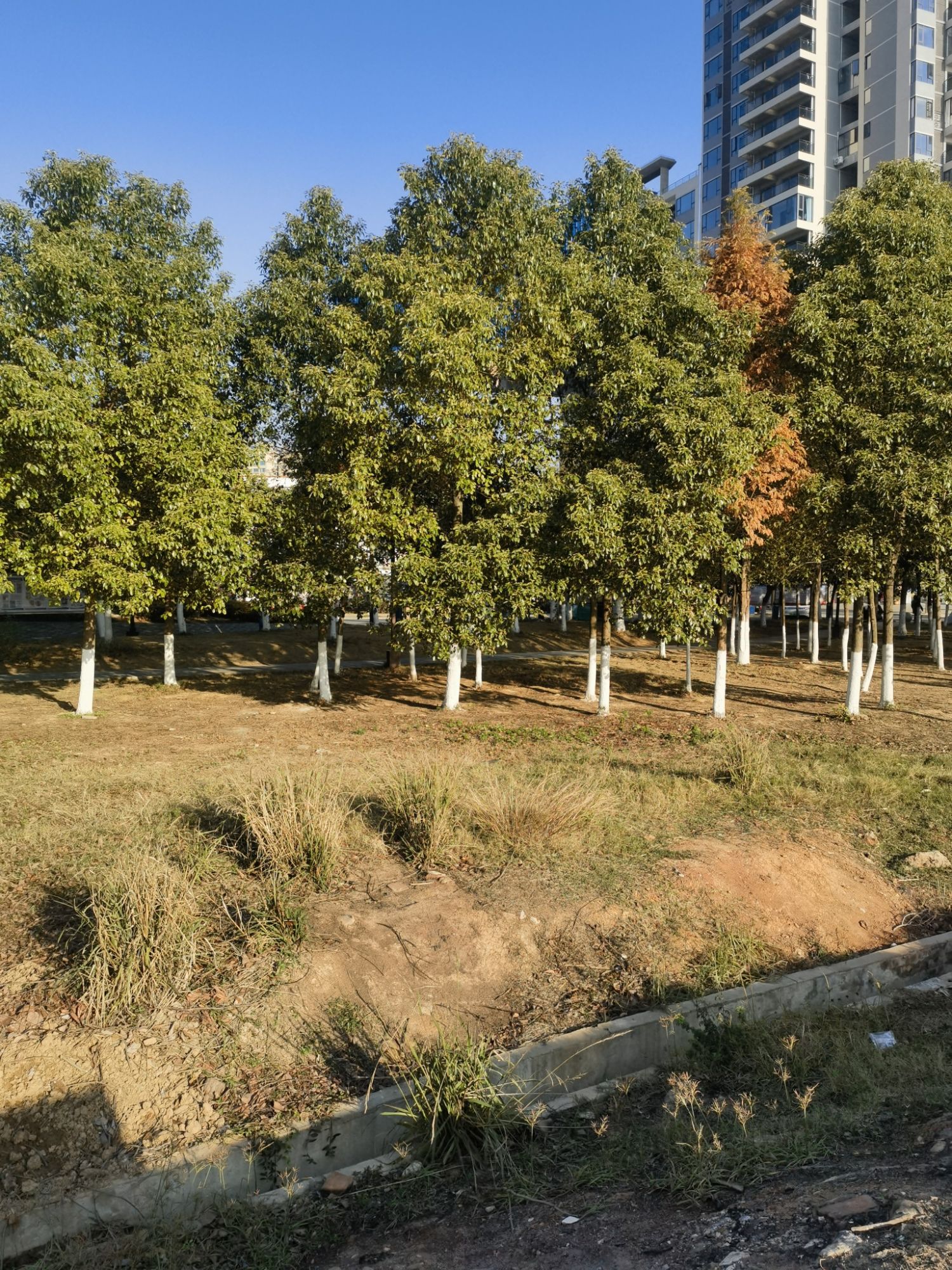 毛泽建公园旅行图片 3