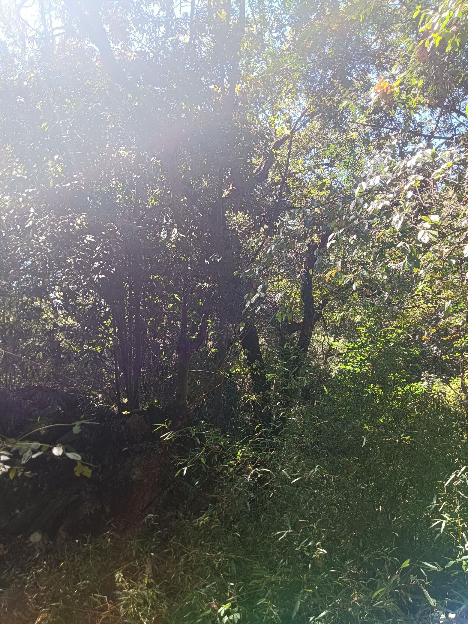 羊牯洞生态旅游风景区旅行图片 3
