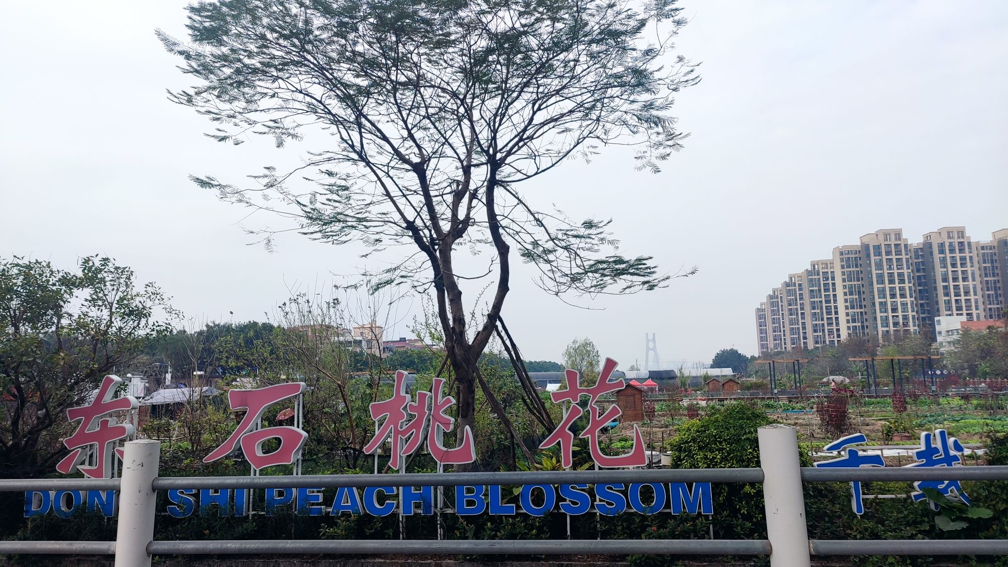 荔湾区海北东石桃花公园旅行图片 1