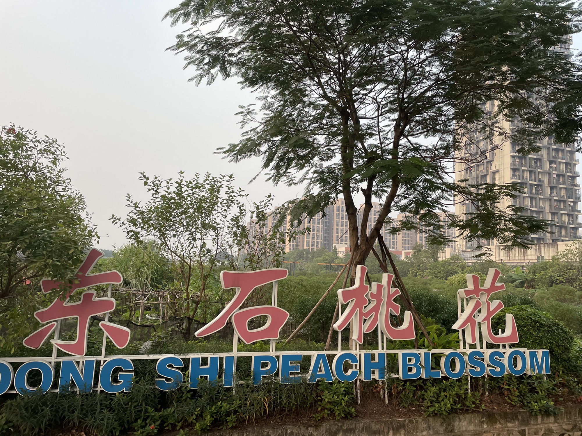 荔湾区海北东石桃花公园旅行图片 3