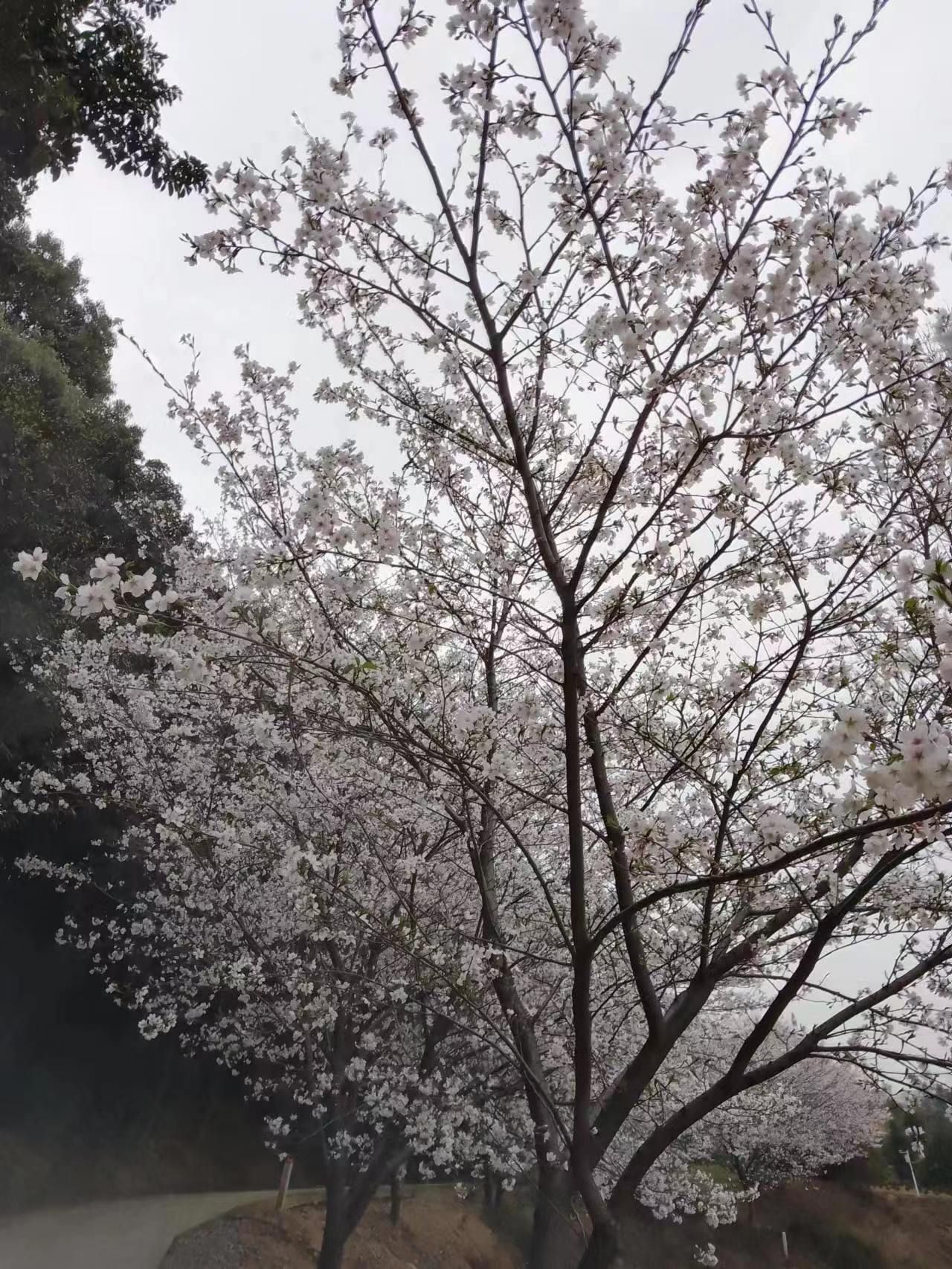 岳阳市林科所森林生态博览园旅行图片 1