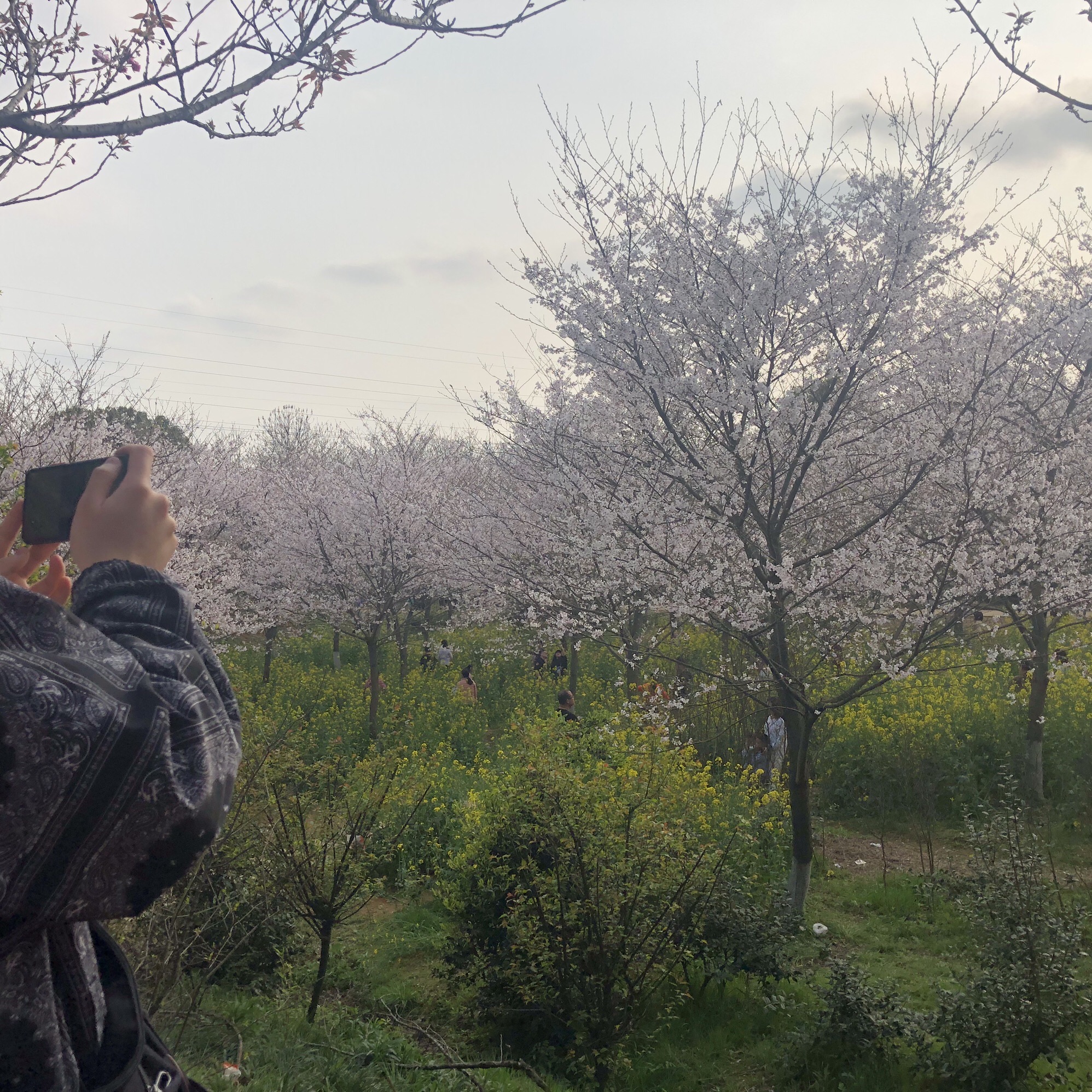 岳阳市林科所森林生态博览园旅行图片 1