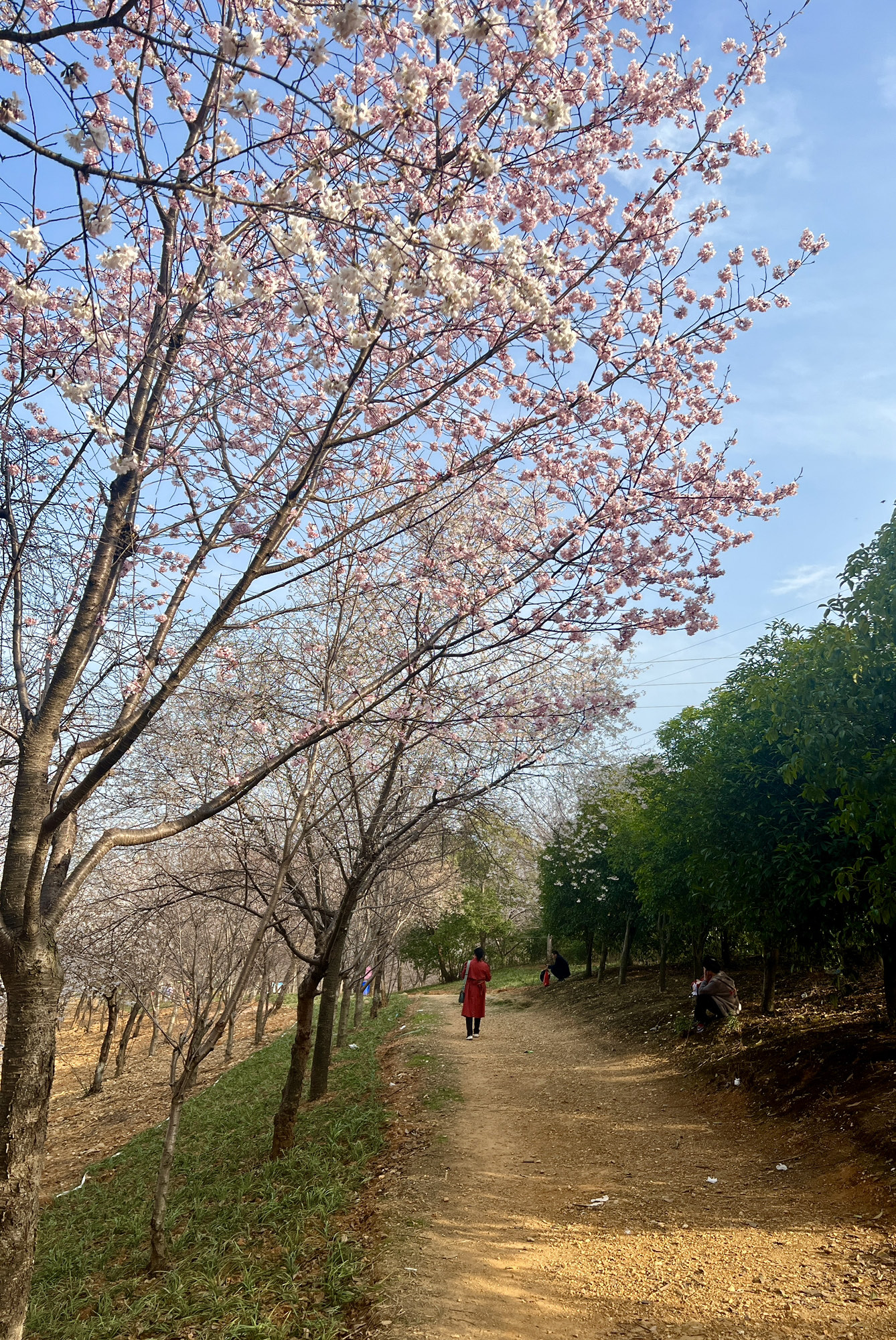 岳阳市林科所森林生态博览园旅行图片 2