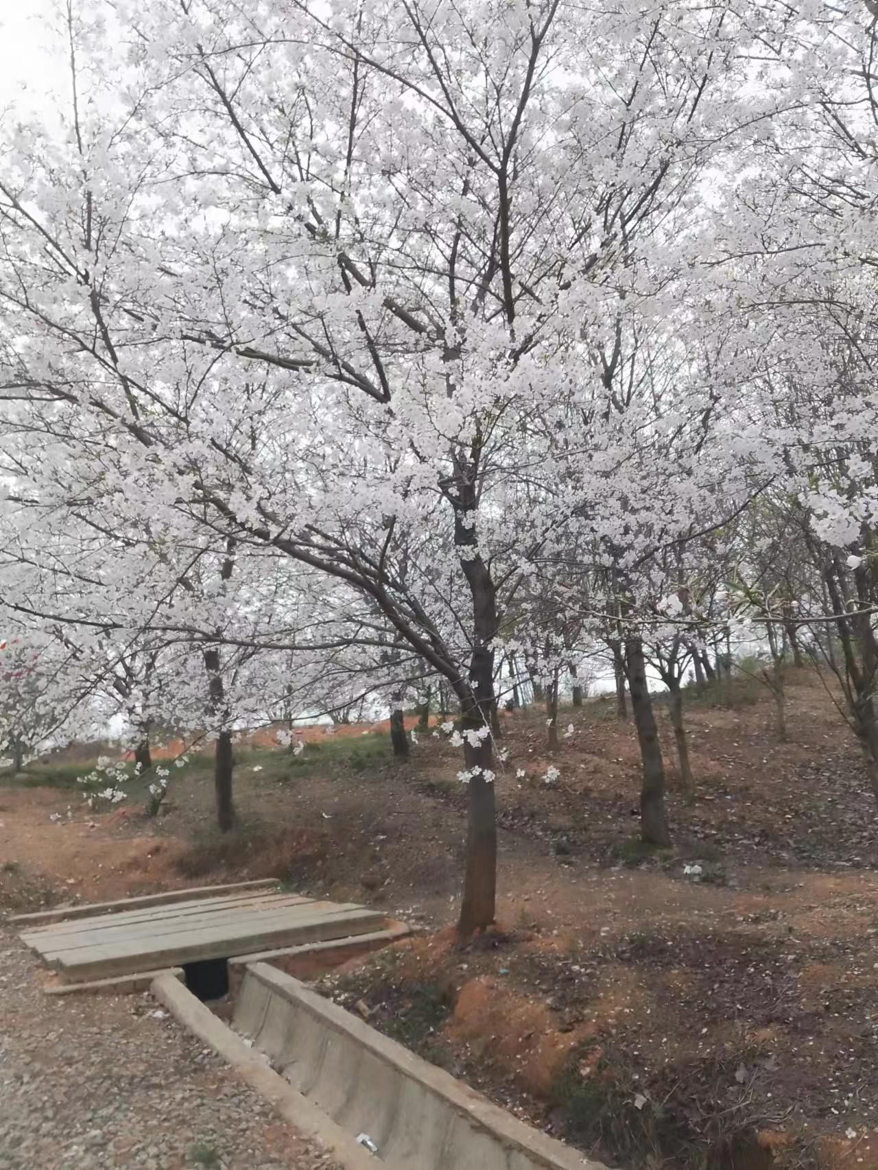 岳阳市林科所森林生态博览园旅行图片 2