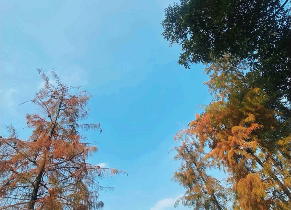 白云中央湿地旅行图片 2