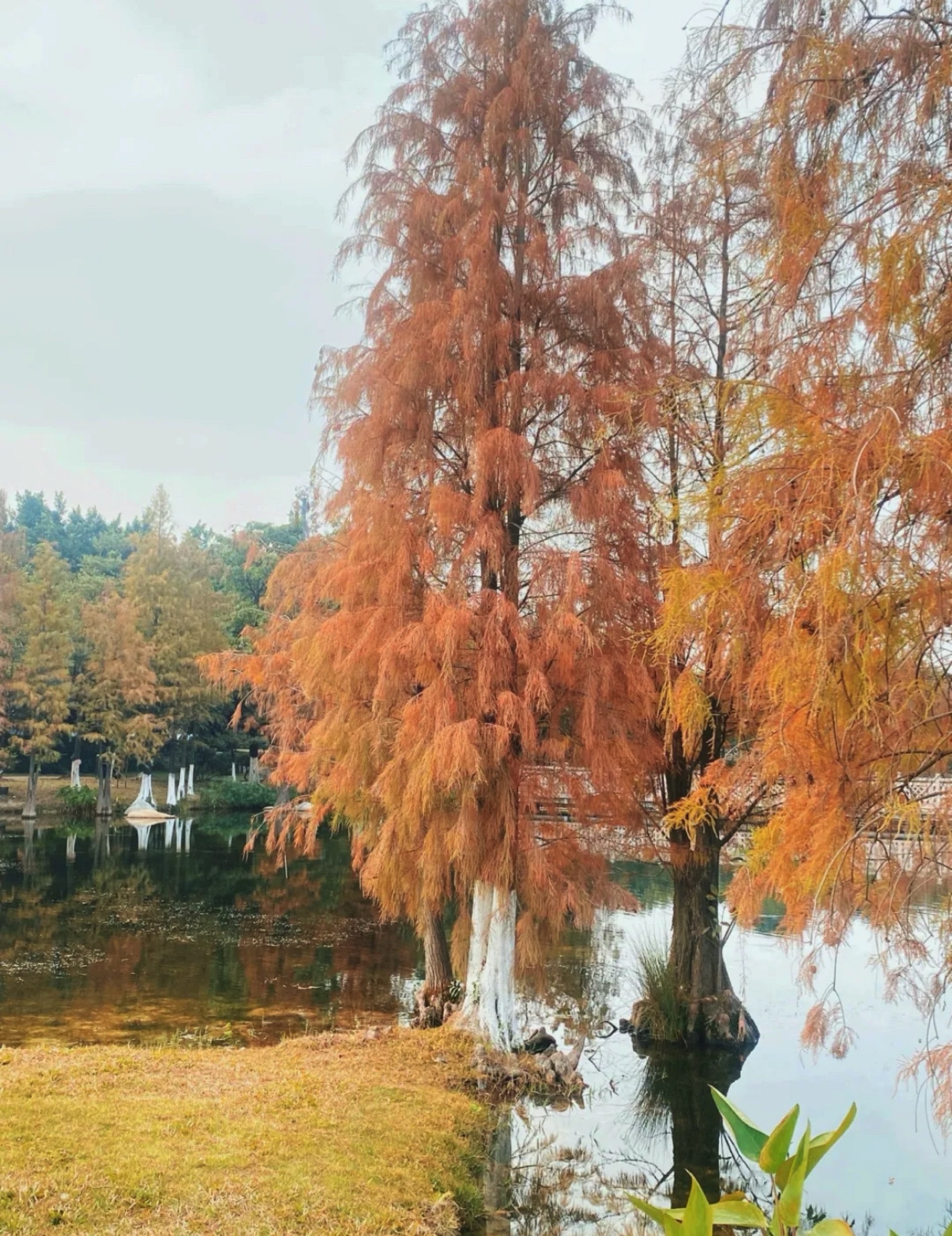 白云中央湿地旅行图片 1