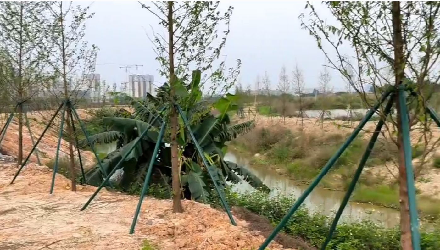 白云中央湿地旅行图片 2