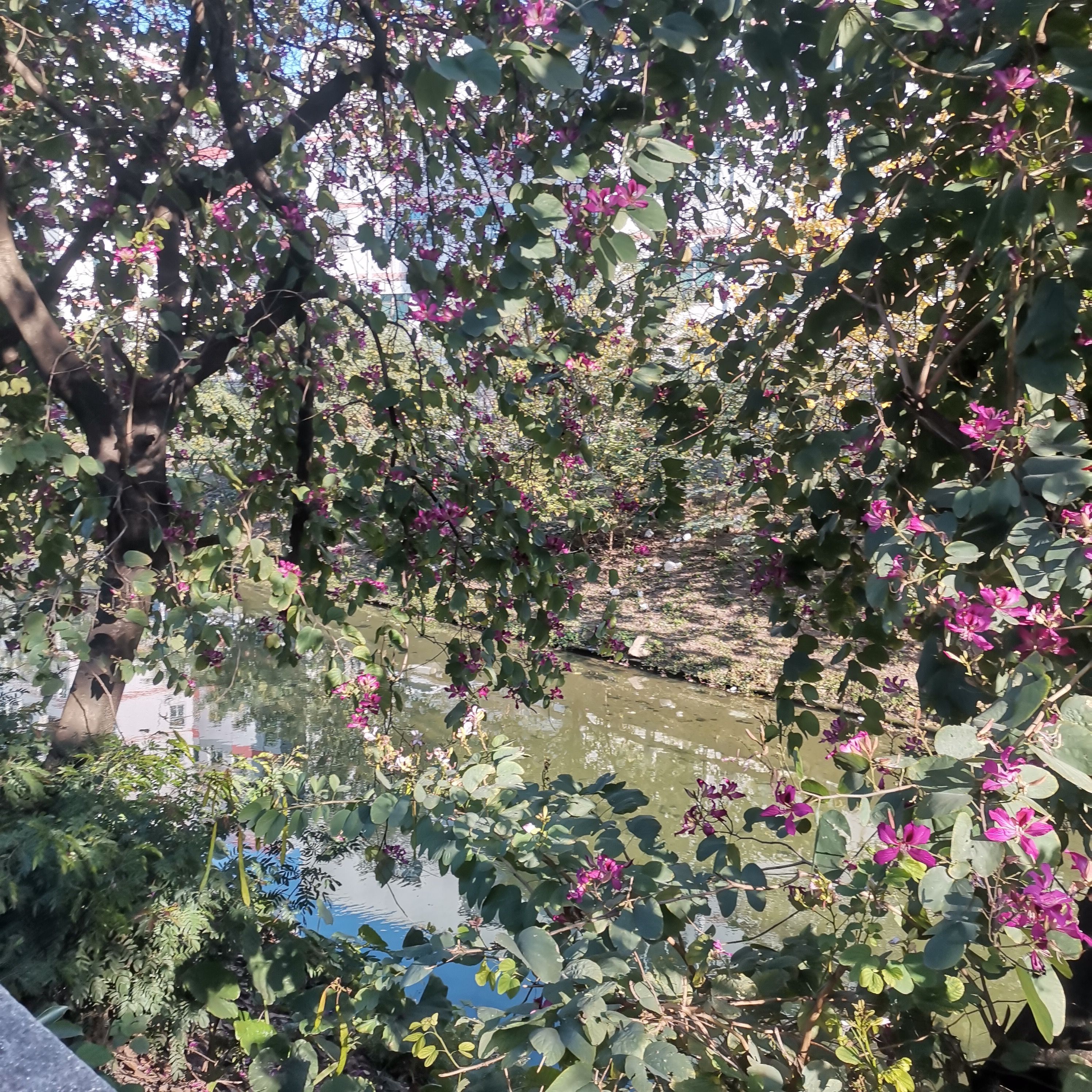 白云中央湿地旅行图片 2