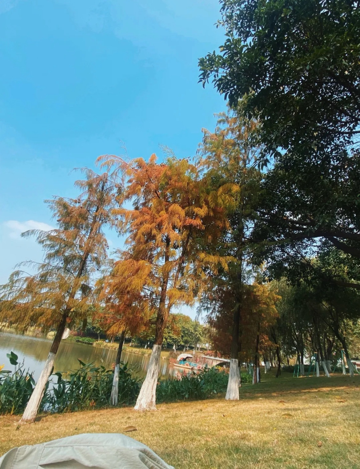 白云中央湿地旅行图片 3