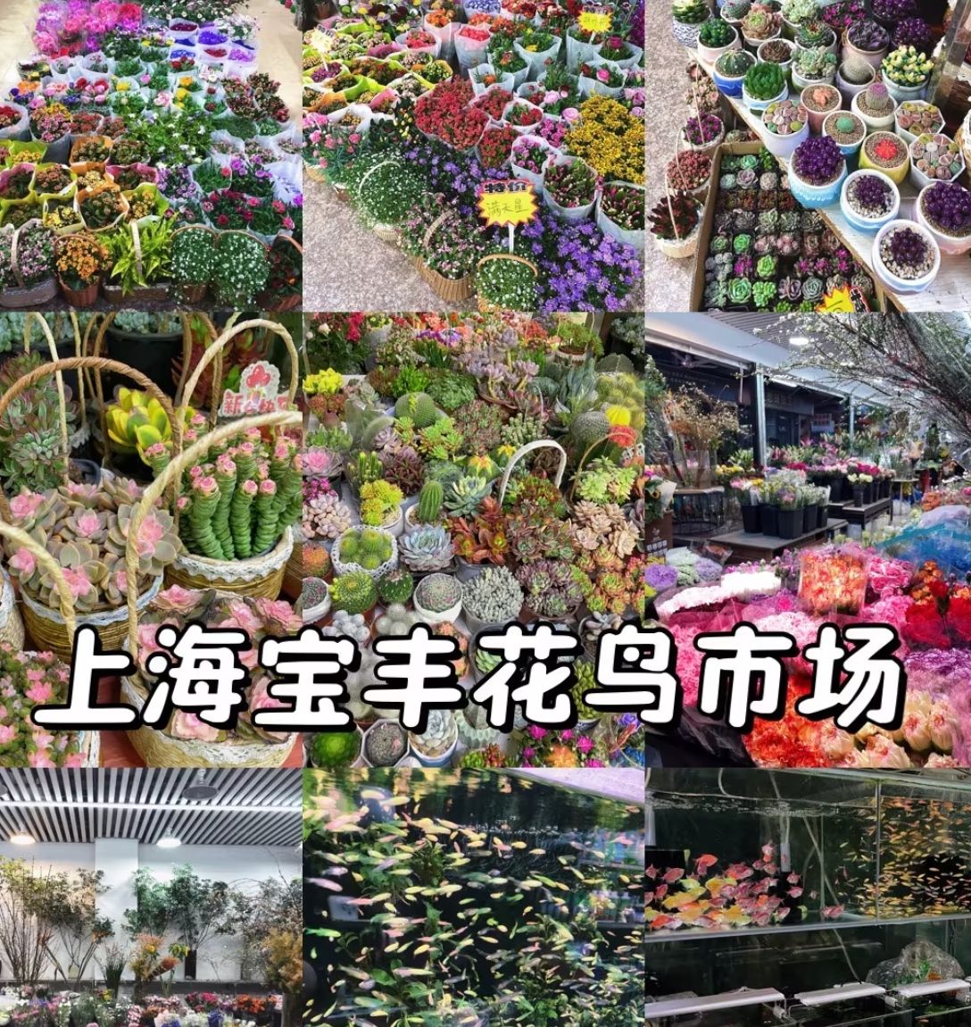 宝丰花鸟市场(卜蜂莲花店)