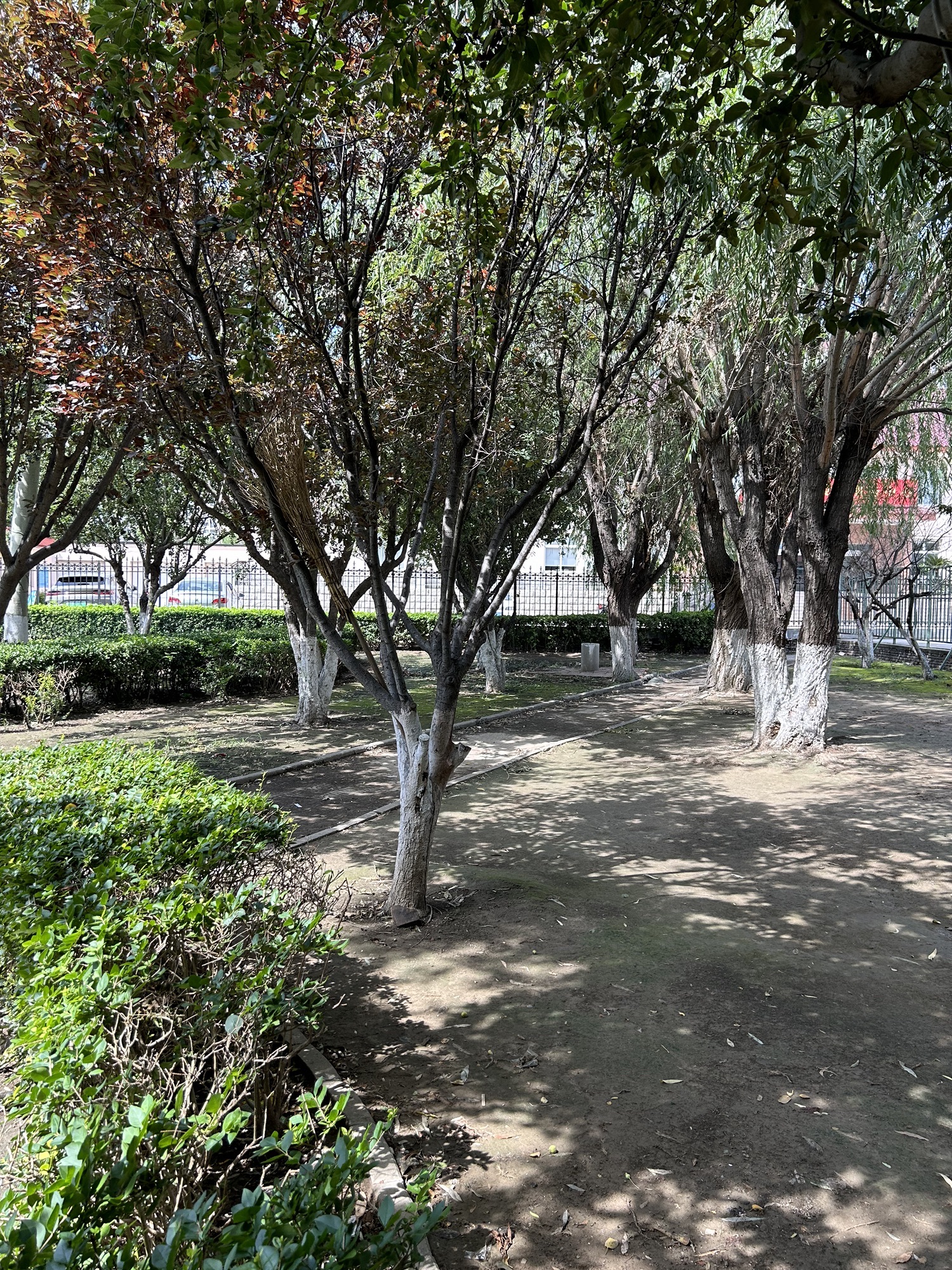 东姜井公园旅行图片 3