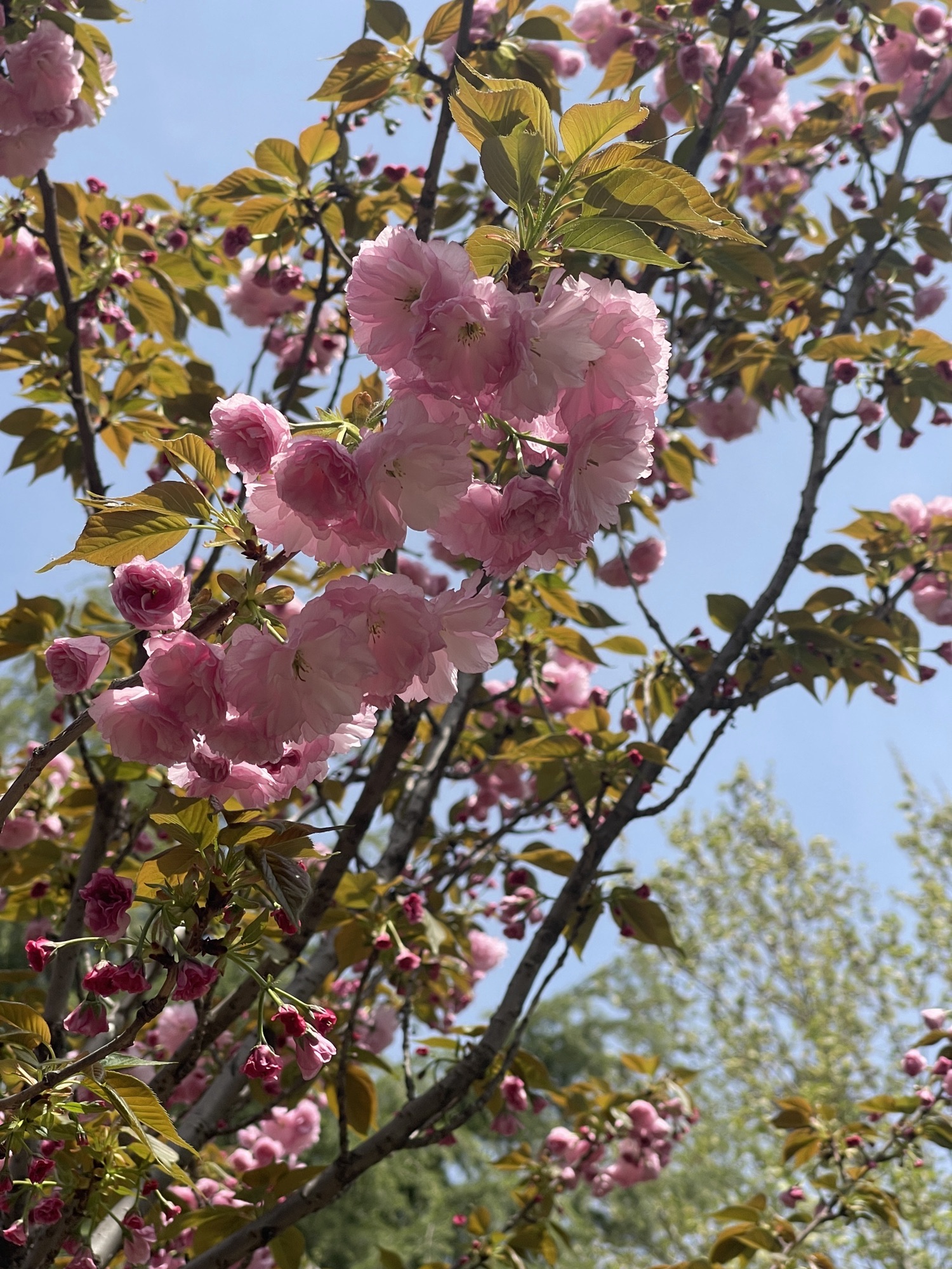 凤河公园旅行图片 1
