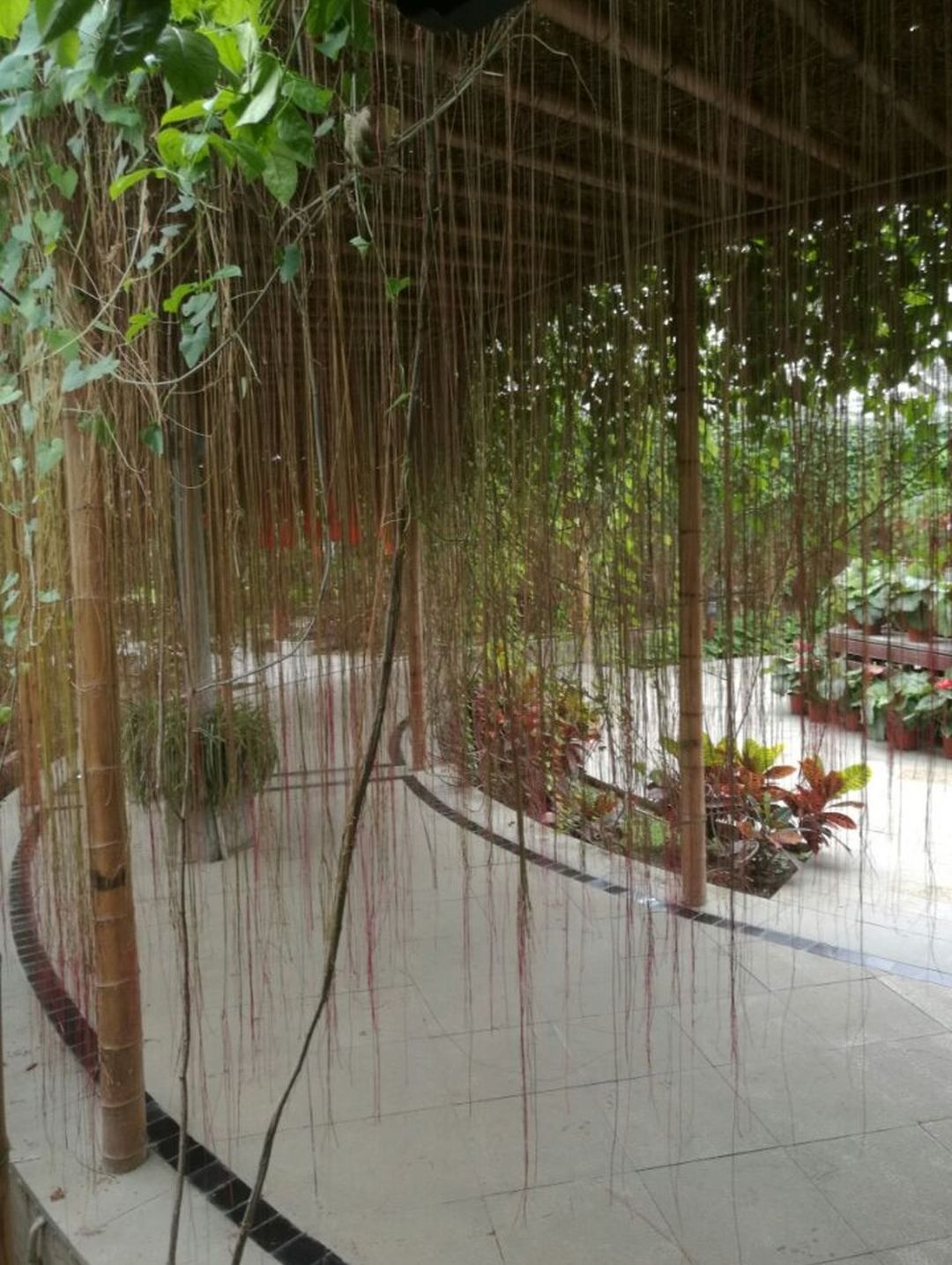 灵璧植物园旅行图片 2