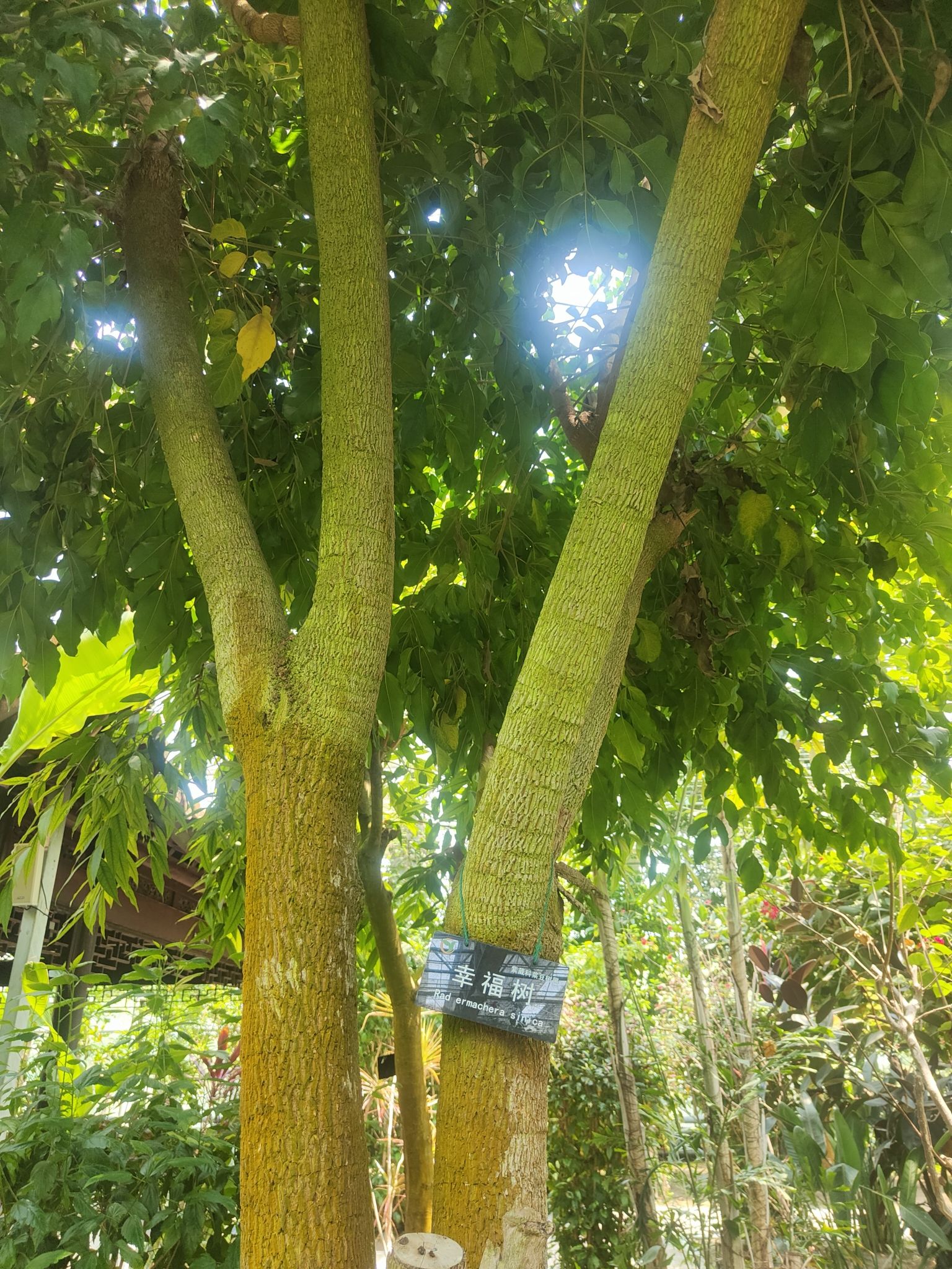 灵璧植物园旅行图片 1
