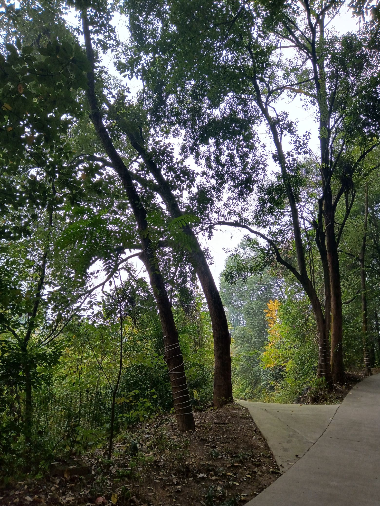 大旺山景区旅行图片 3