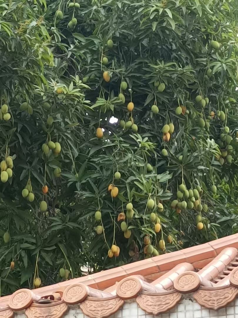 大塘公园旅行图片 1