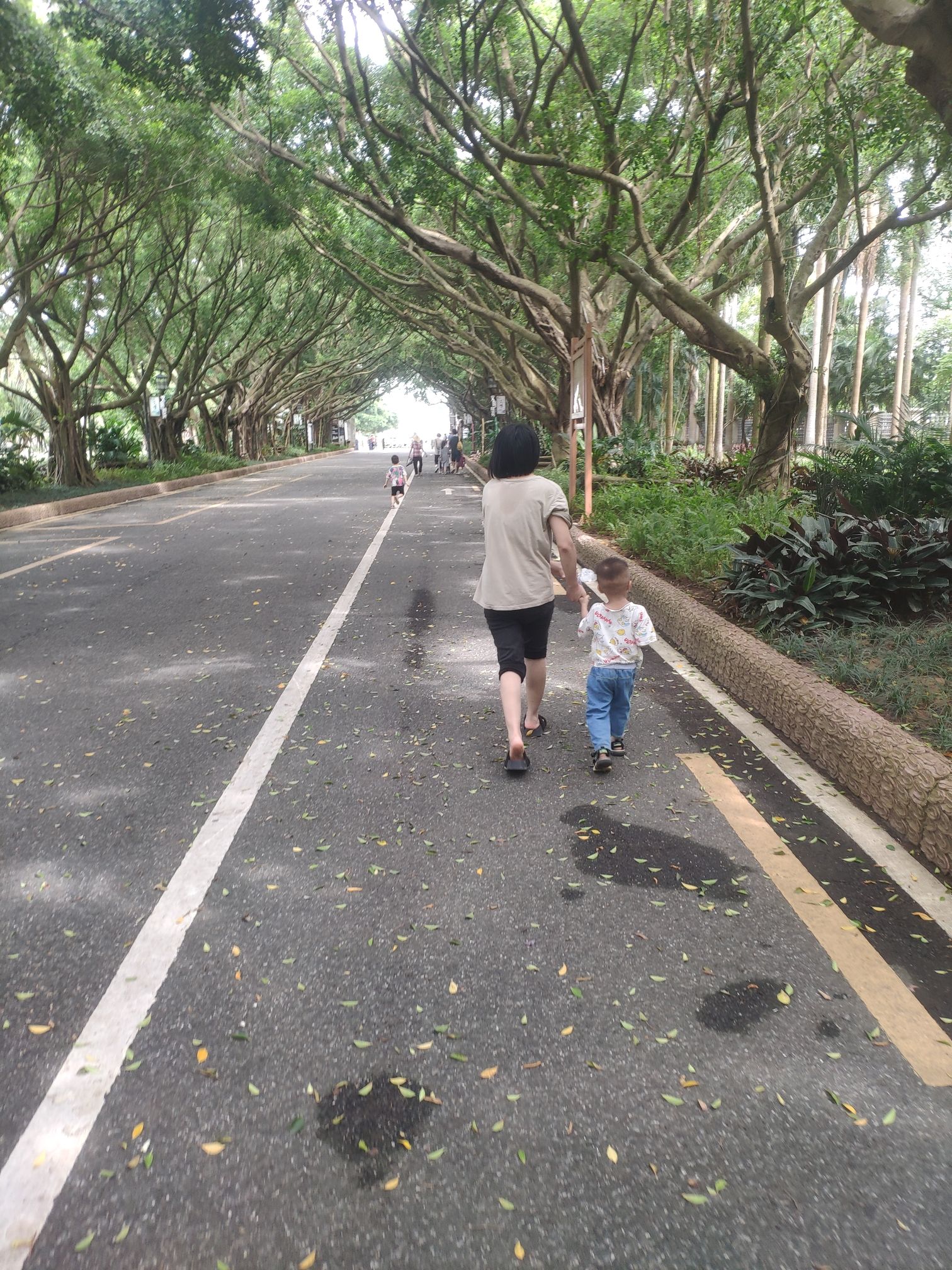 湛江市森林公园旅行图片 1